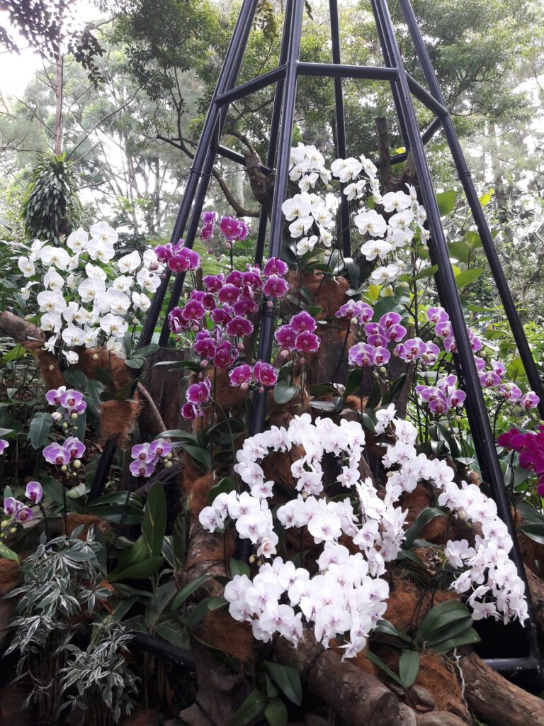 Botanischer Garten Singapur 2017