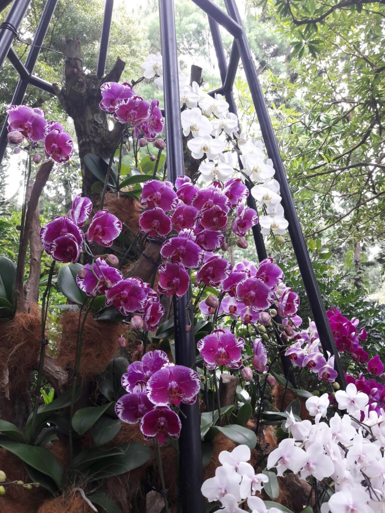 Botanischer Garten Singapur 2017