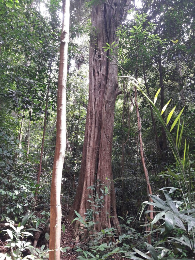 Botanischer Garten Singapur 2017