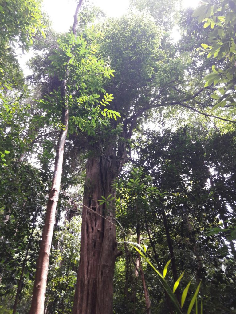 Botanischer Garten Singapur 2017