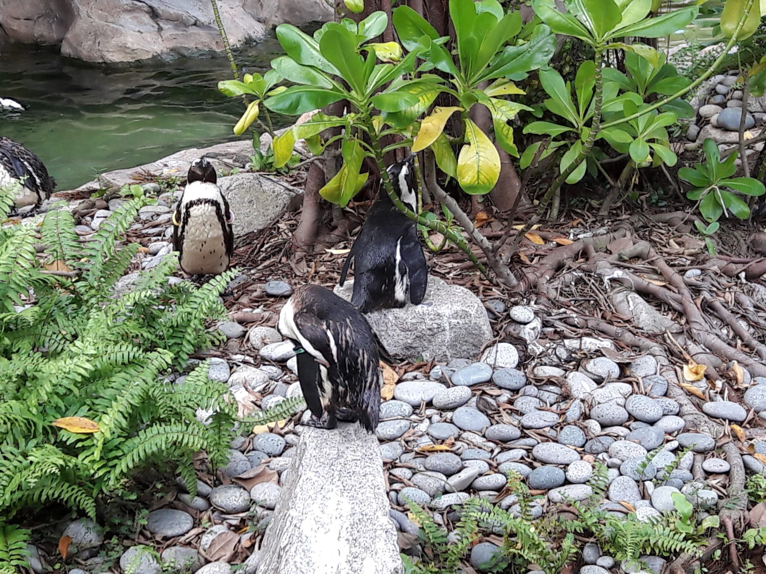 Jurong Bird Park Singapur 2017