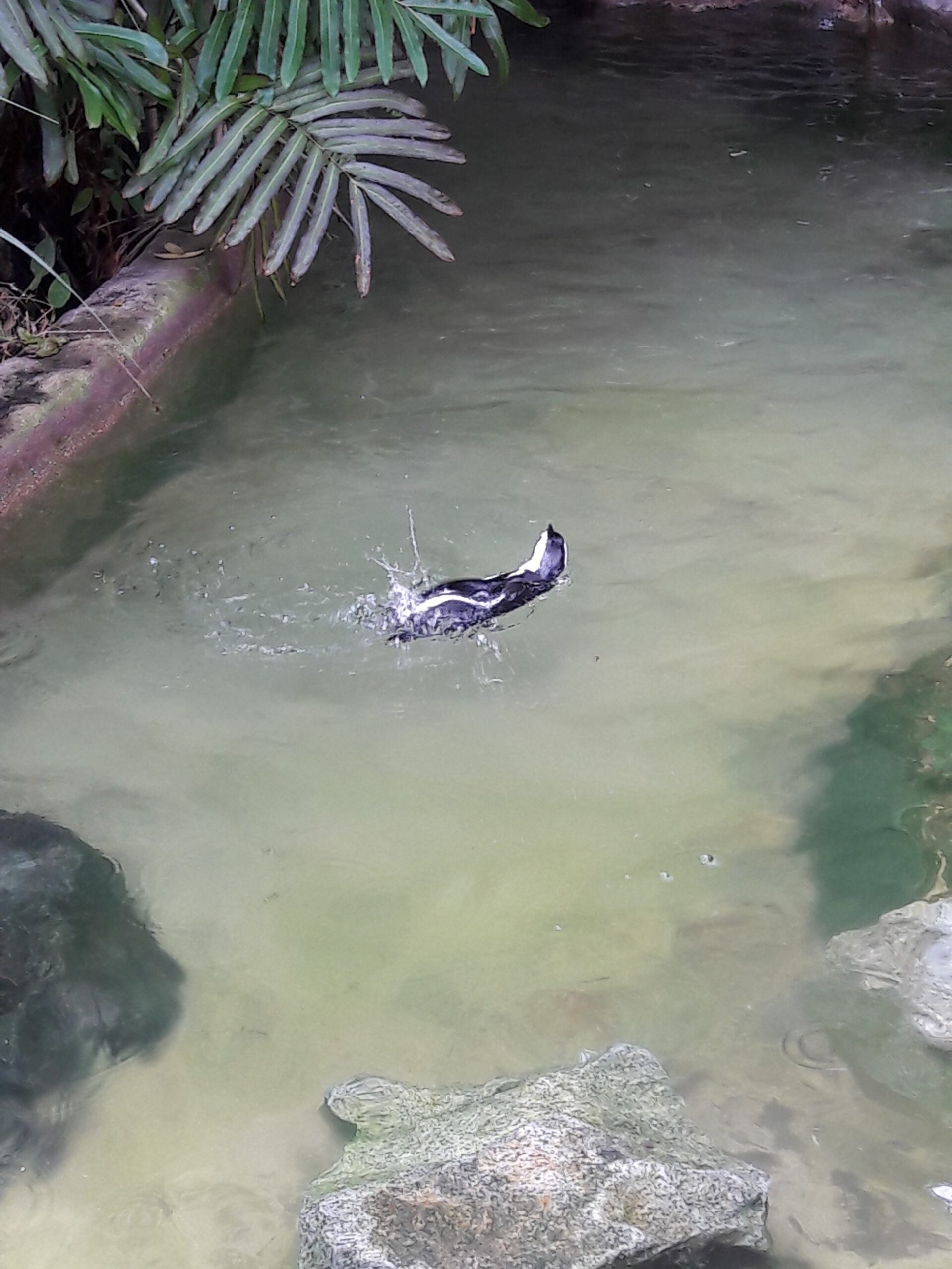 Jurong Bird Park Singapur 2017