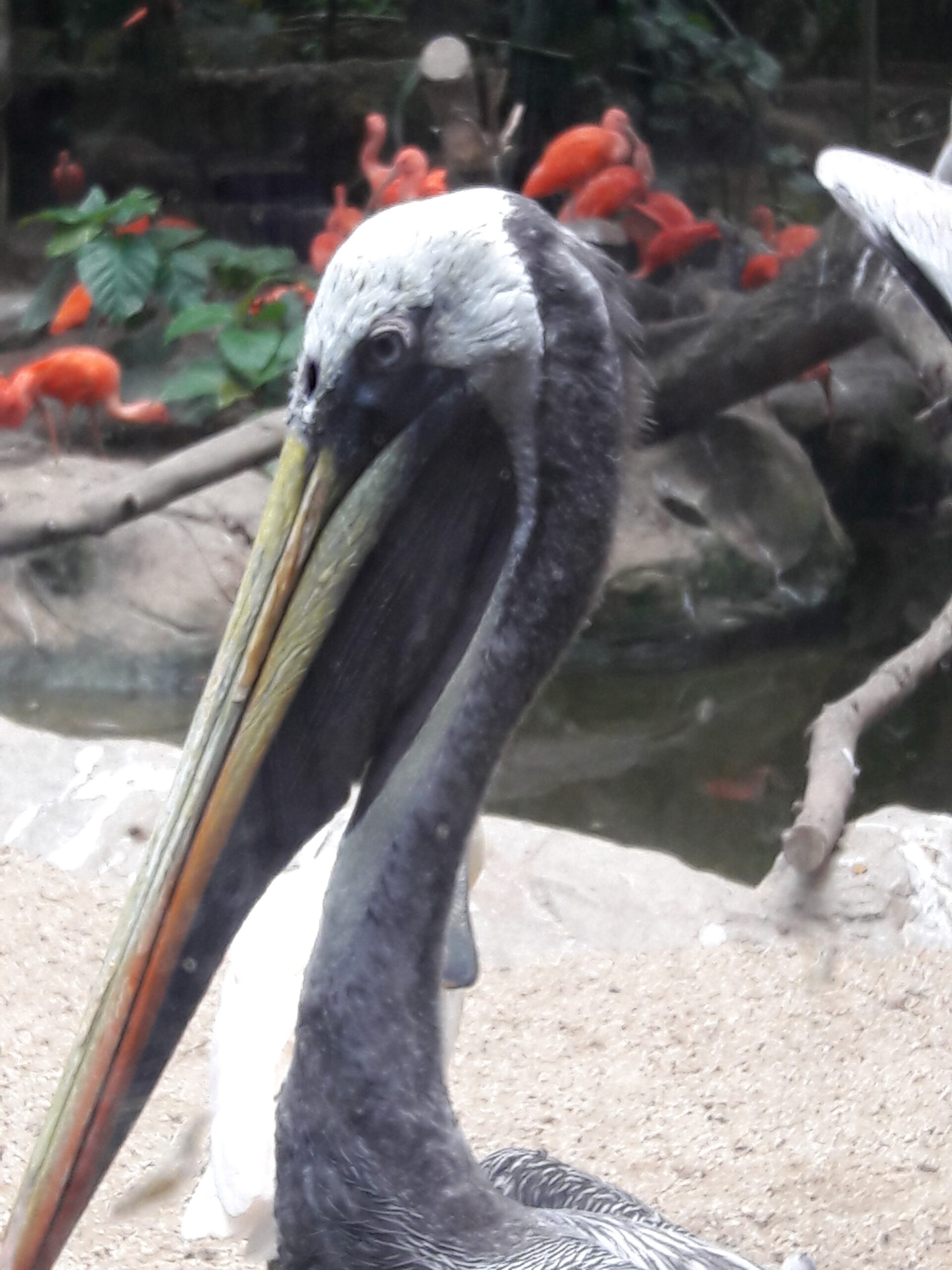 Jurong Bird Park Singapur 2017