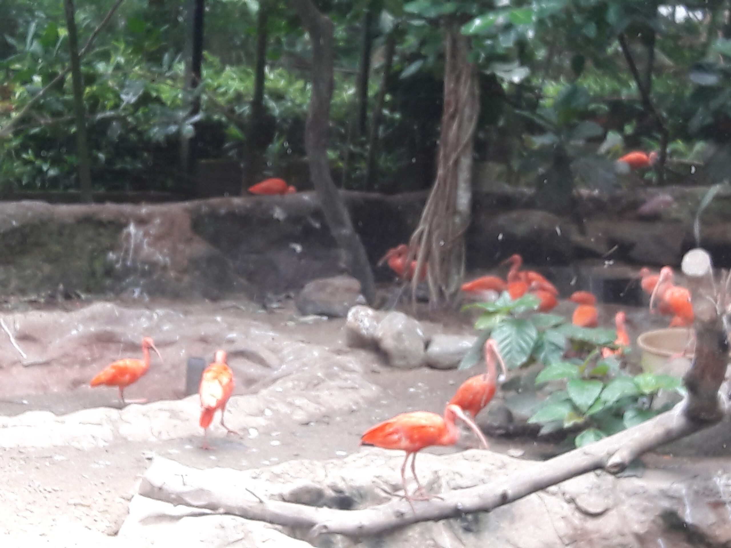 Jurong Bird Park Singapur 2017