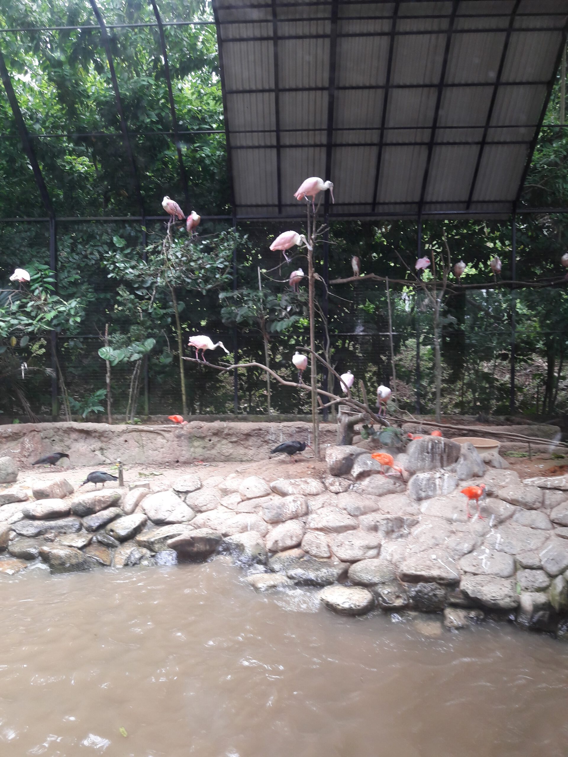 Jurong Bird Park Singapur 2017