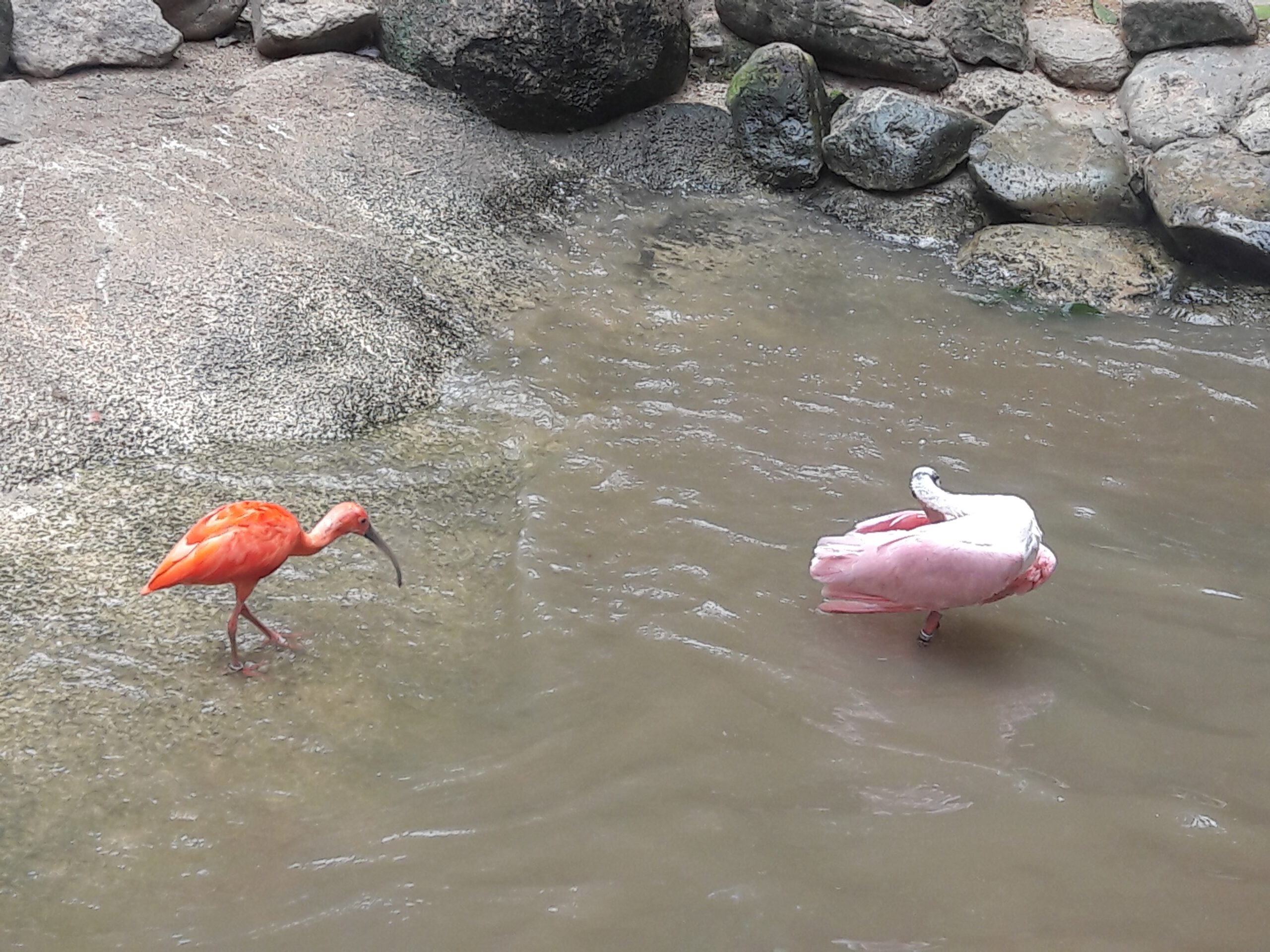 Jurong Bird Park Singapur 2017