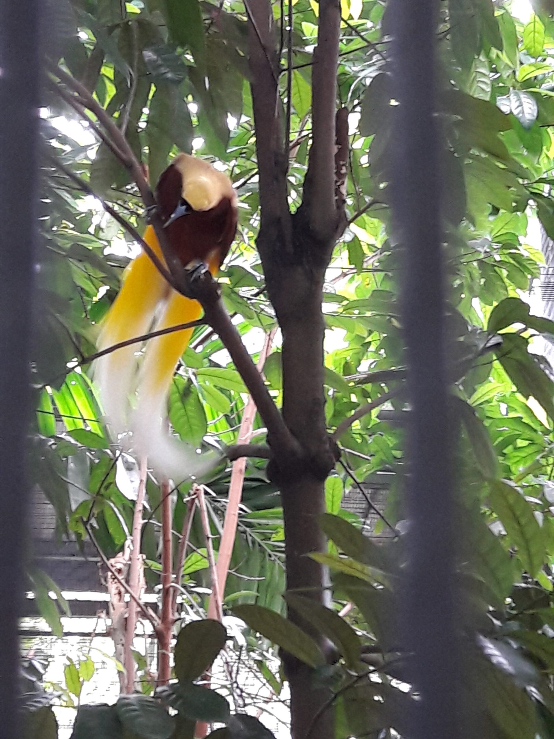 Jurong Bird Park Singapur 2017