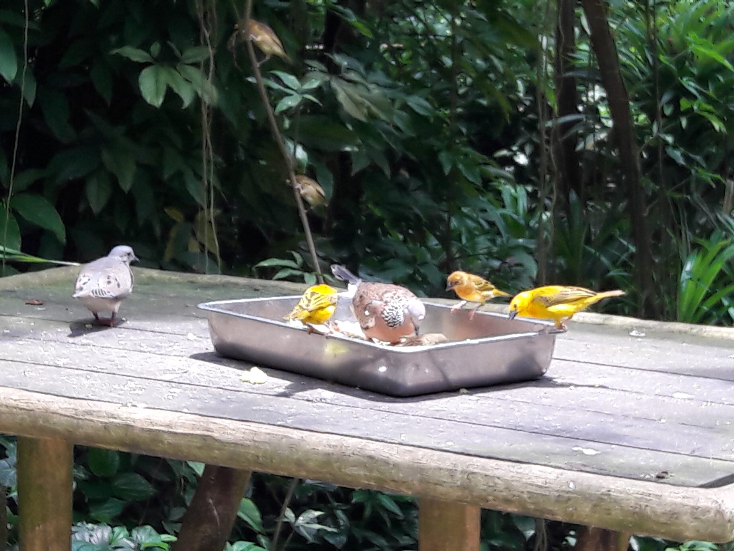 Jurong Bird Park Singapur 2017