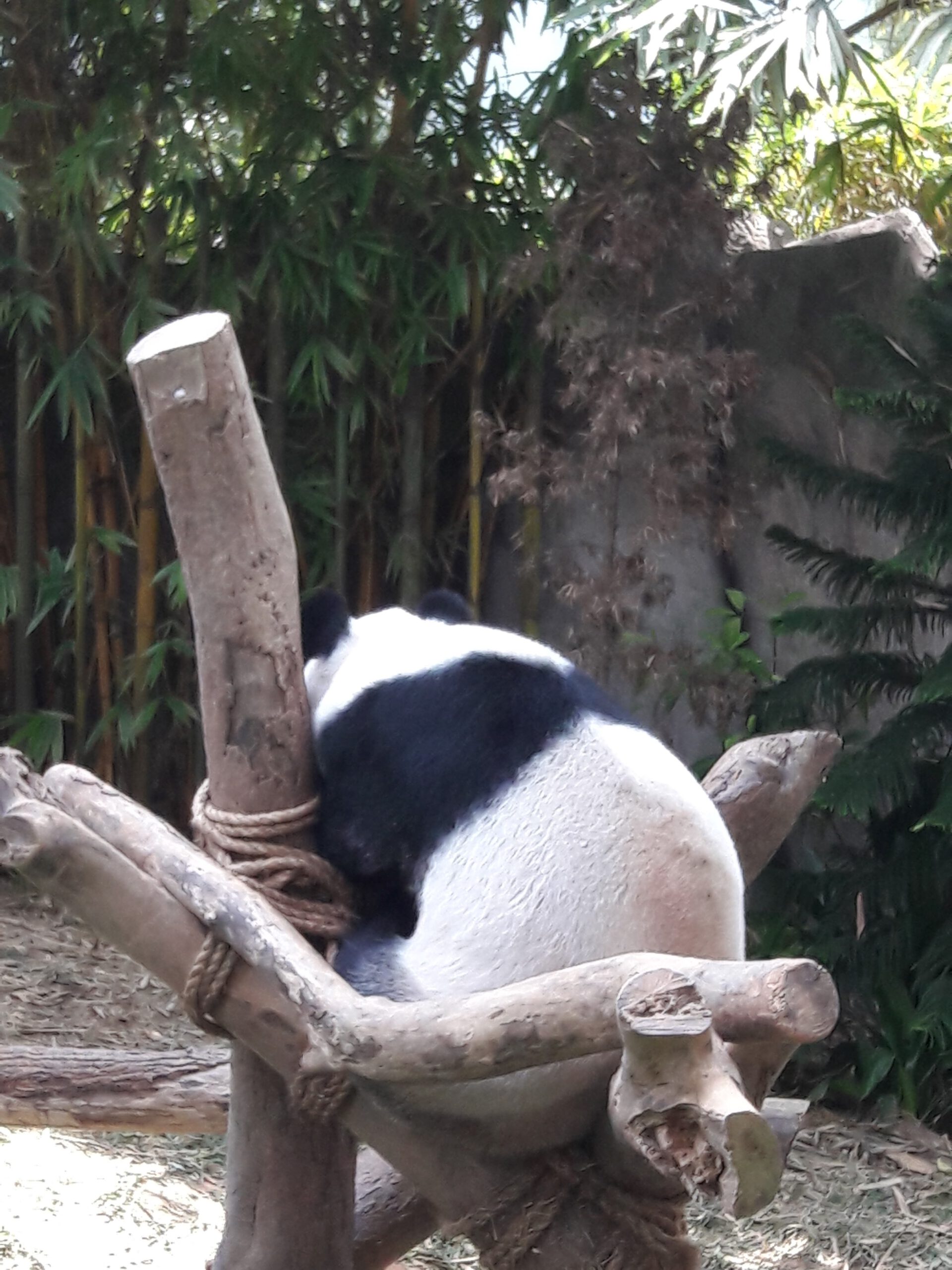 River Safari Singapur 2017