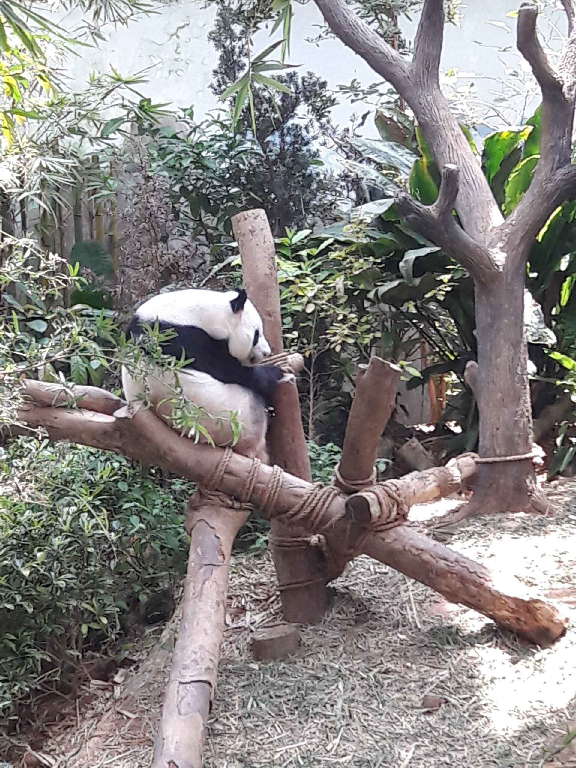 River Safari Singapur 2017