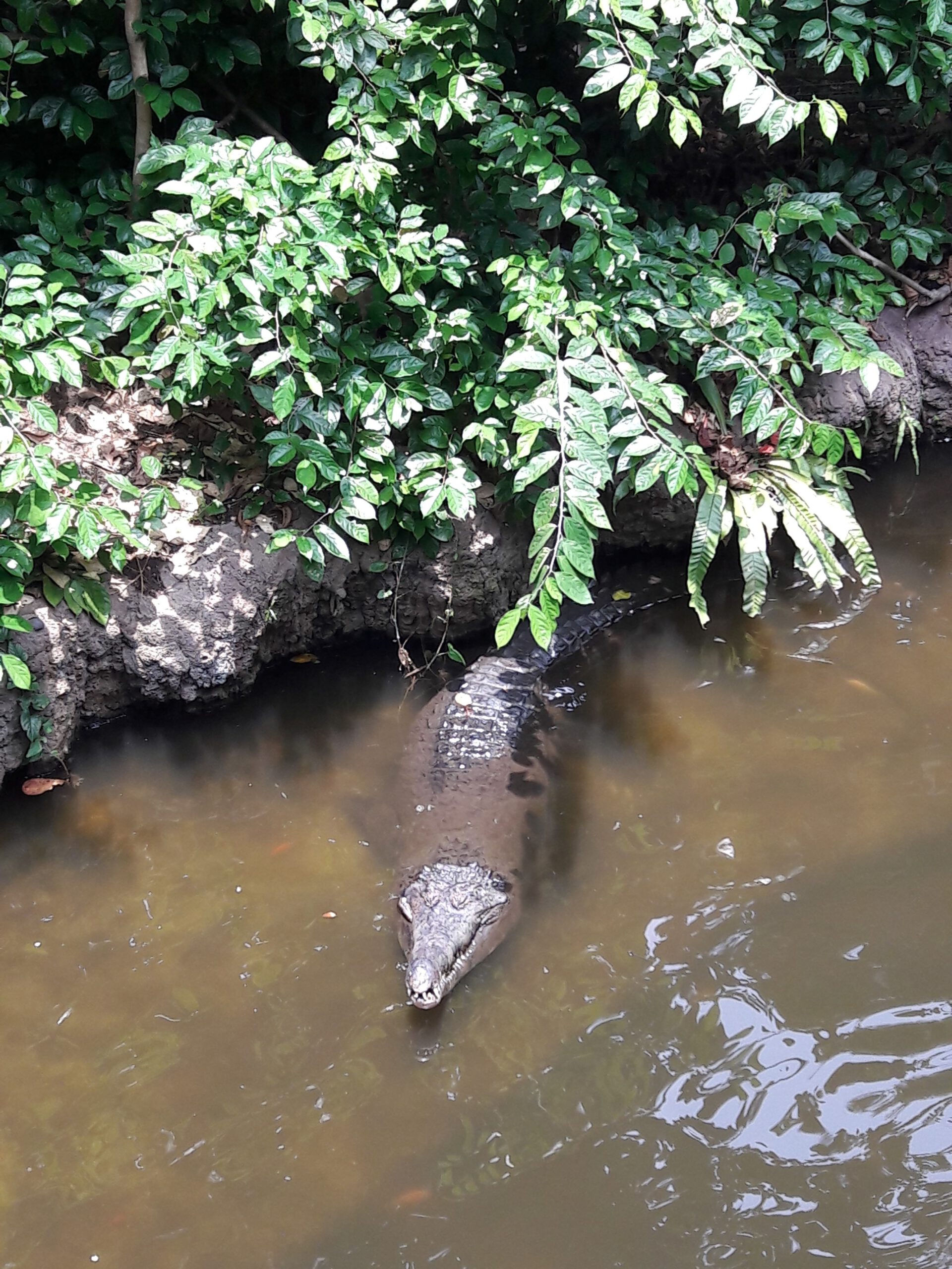 River Safari Singapur 2017