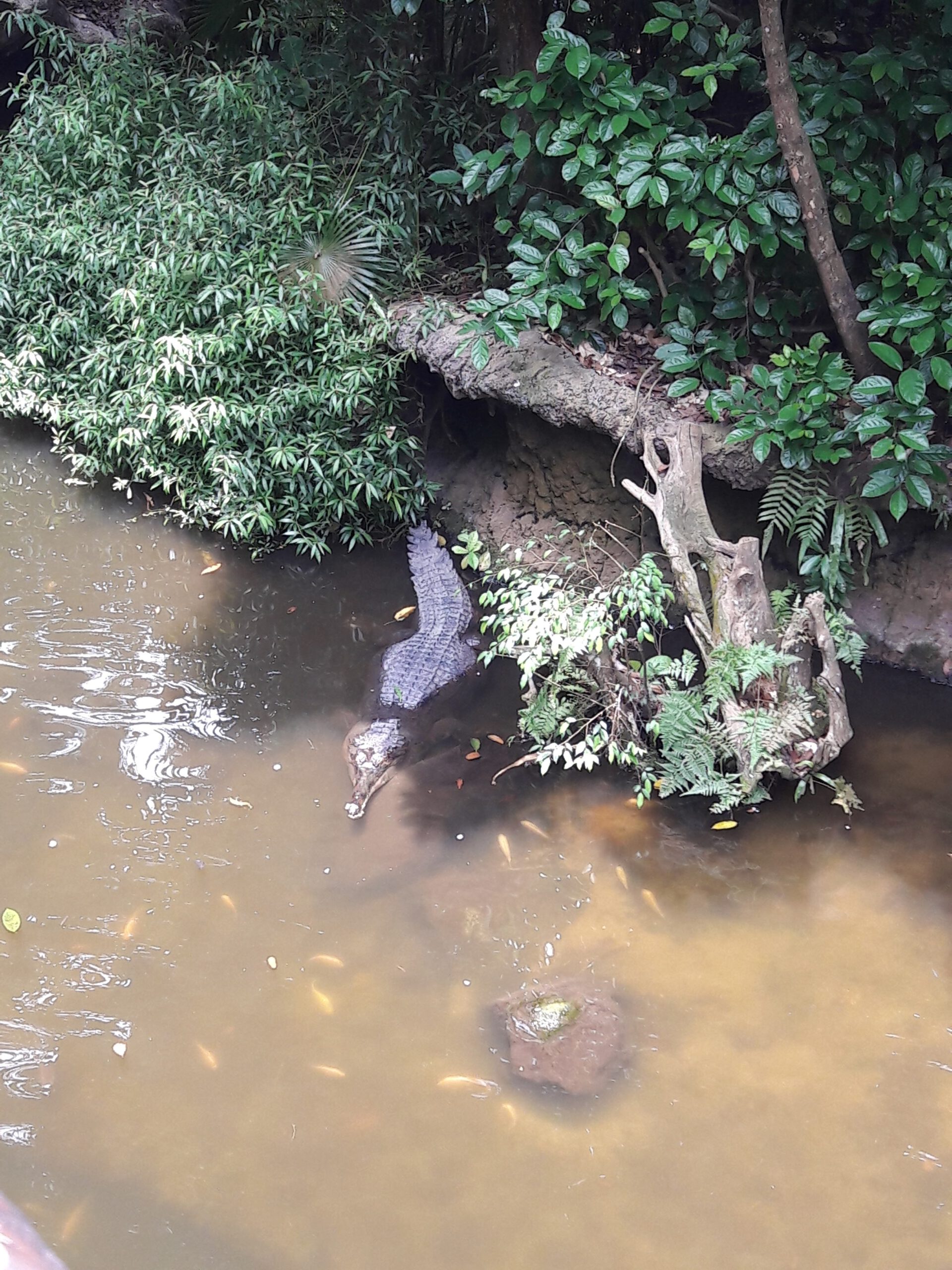 River Safari Singapur 2017