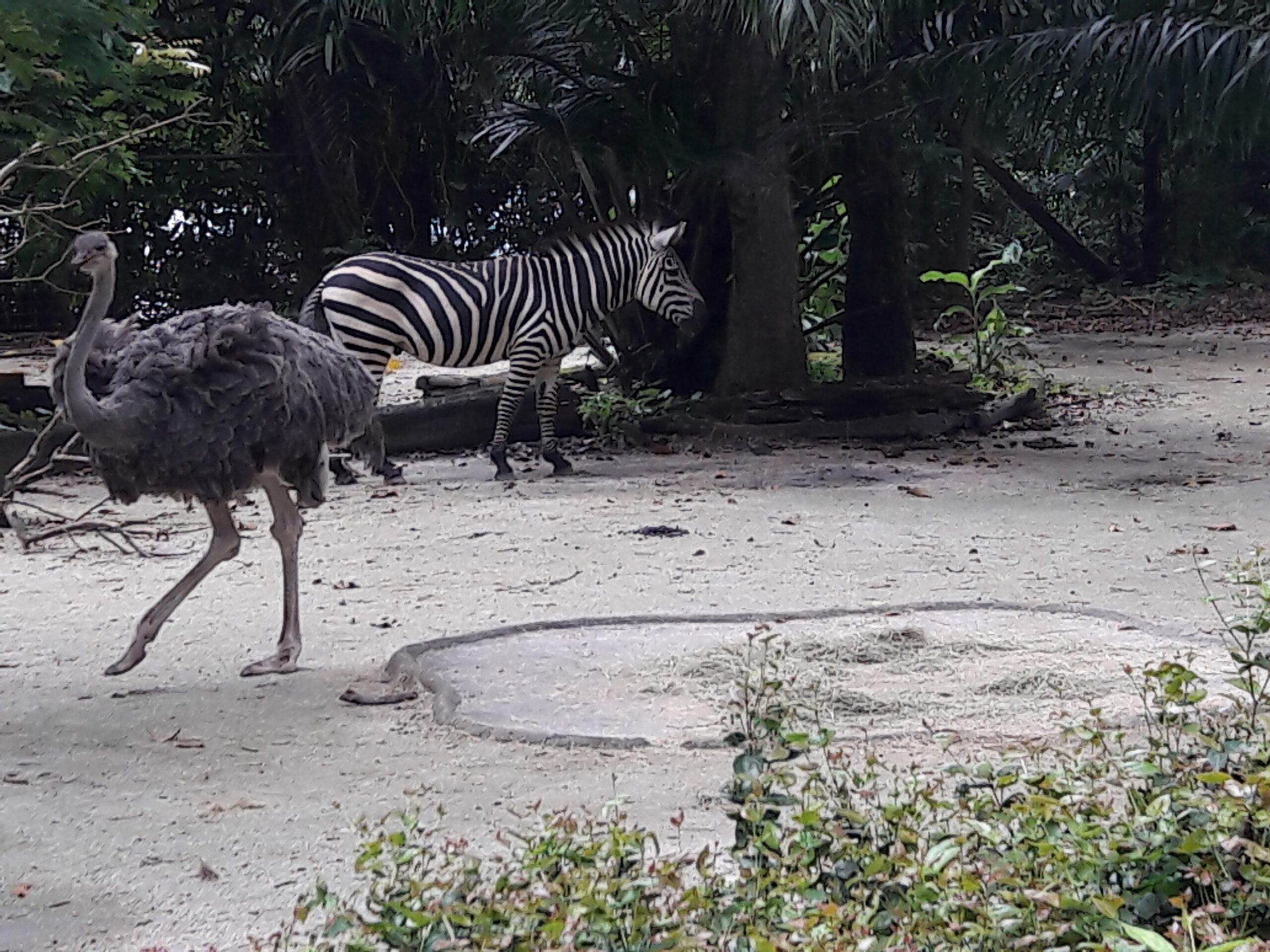 Zoo Singapur 2017