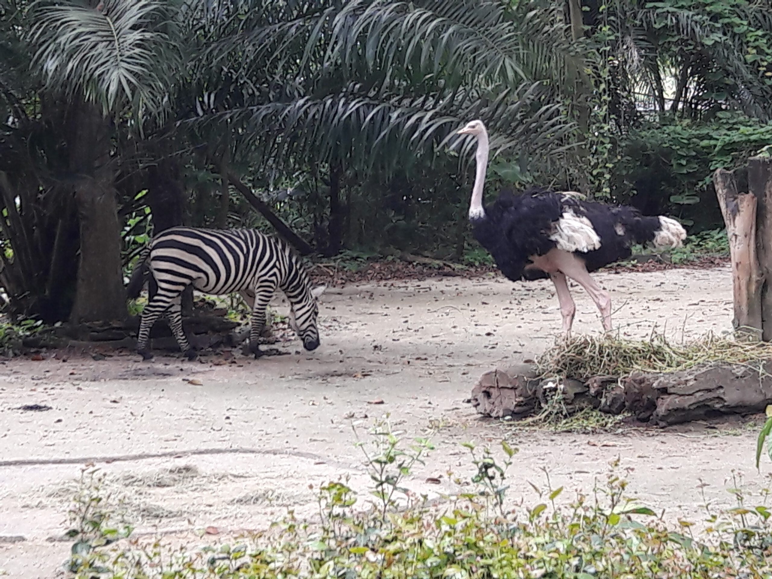 Zoo Singapur 2017