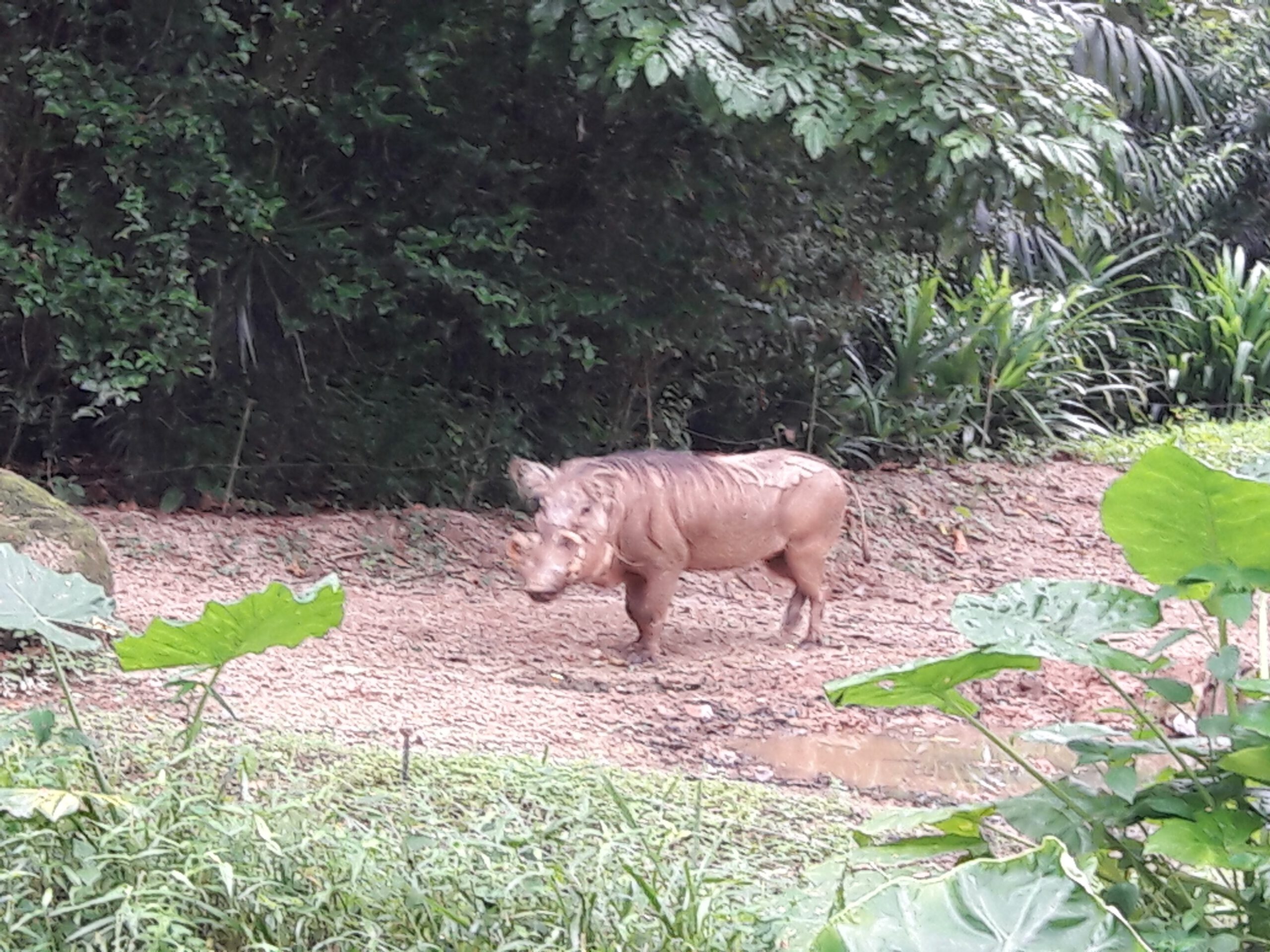 Zoo Singapur 2017