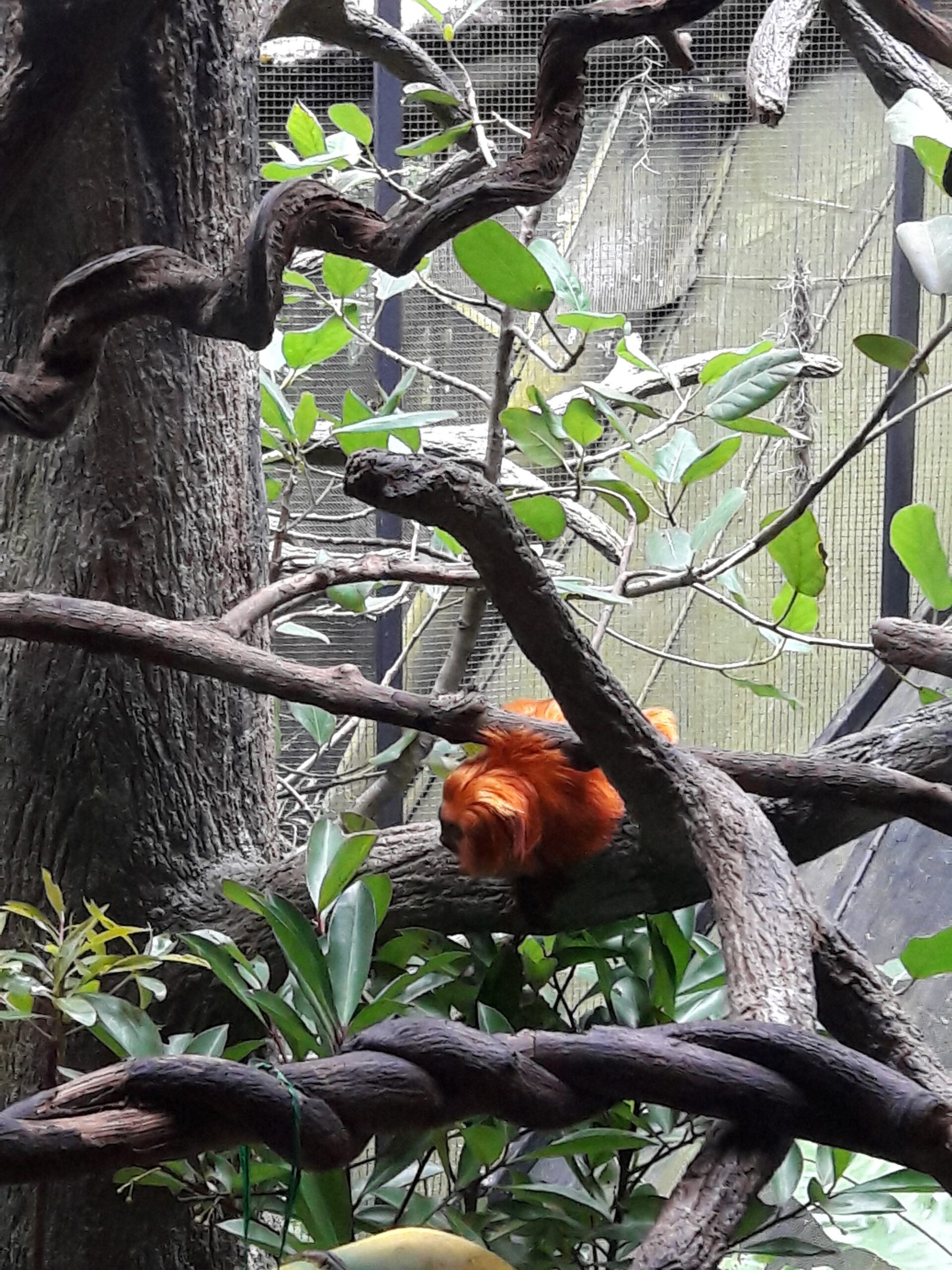 Zoo Singapur 2017