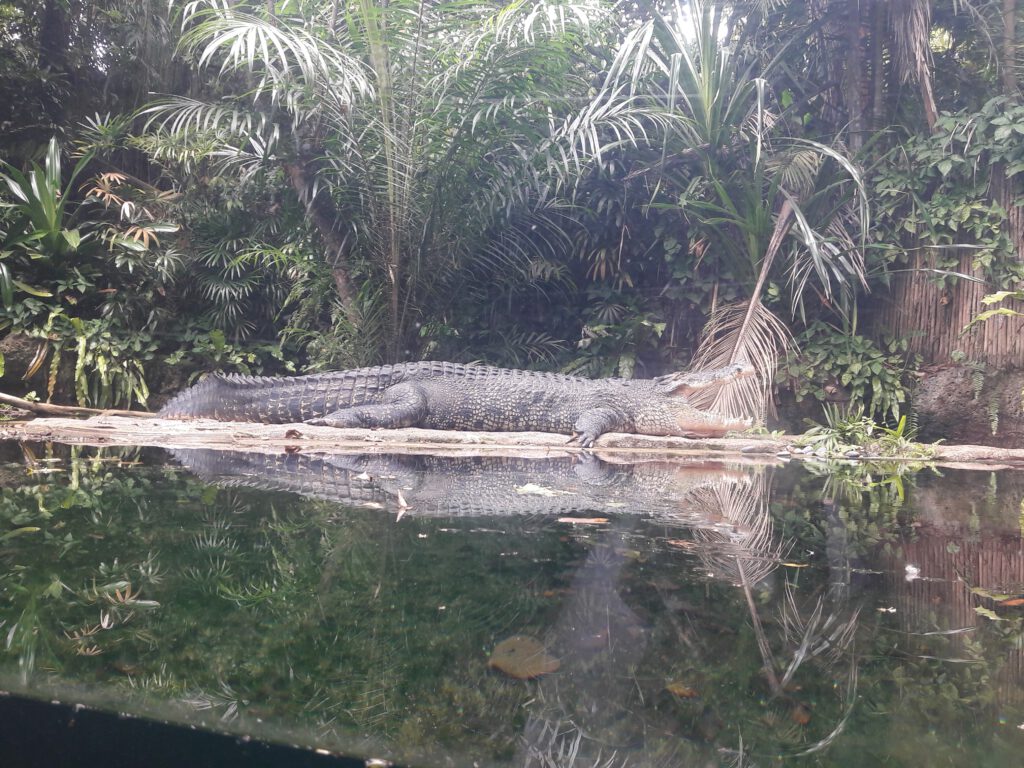 Zoo Singapur 2017