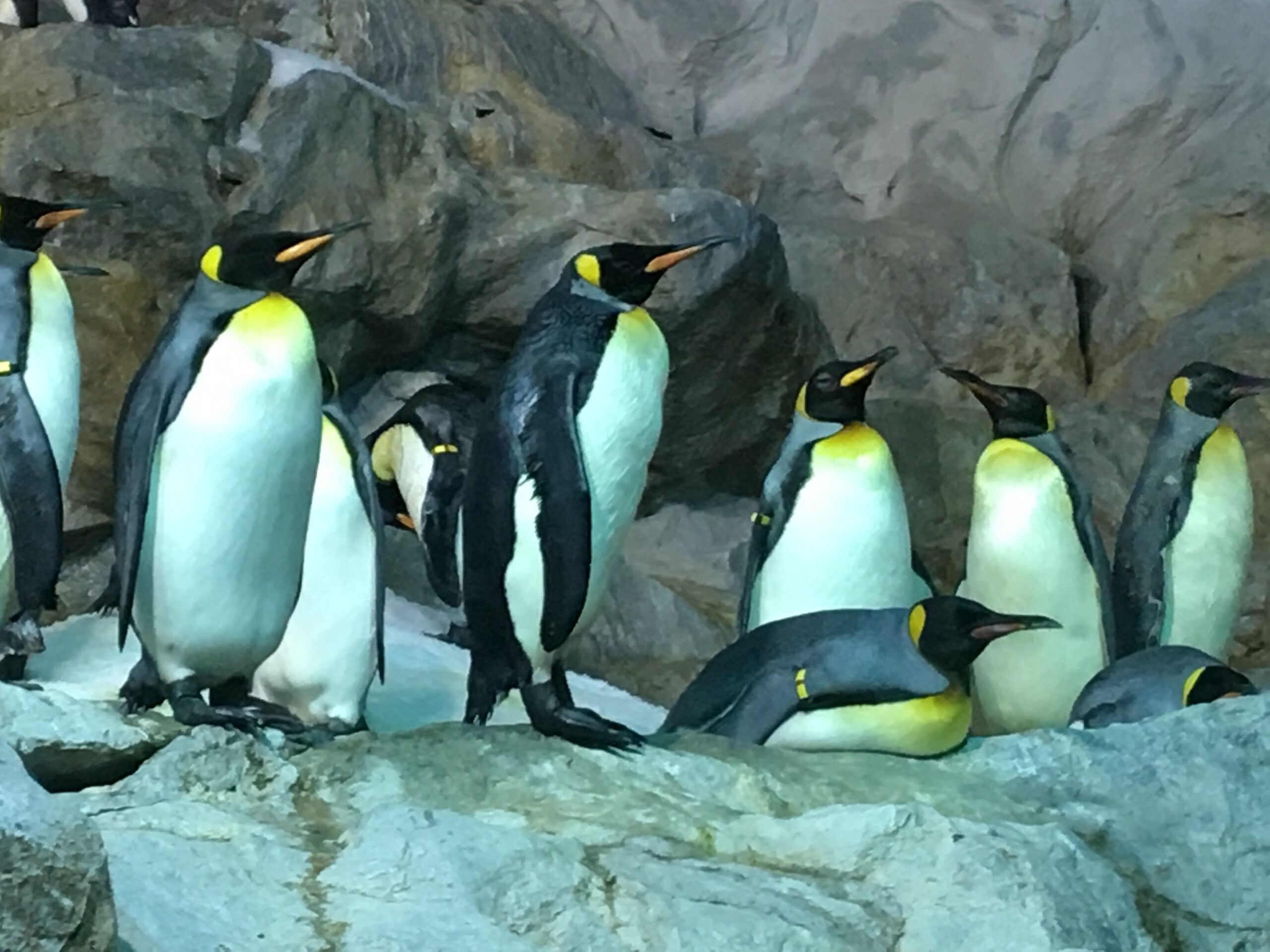 Jurong Bird Park Singapur 2017