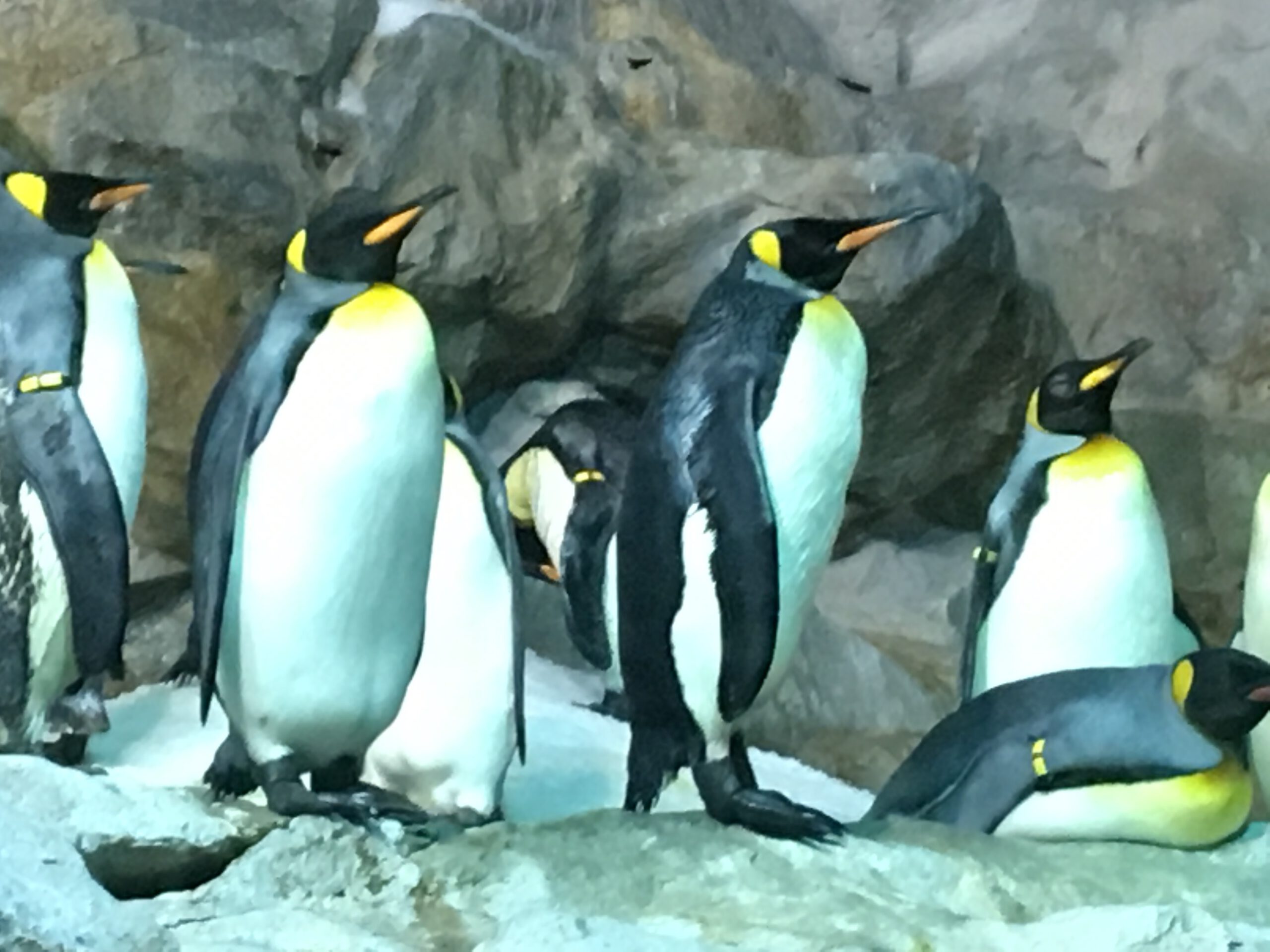 Jurong Bird Park Singapur 2017