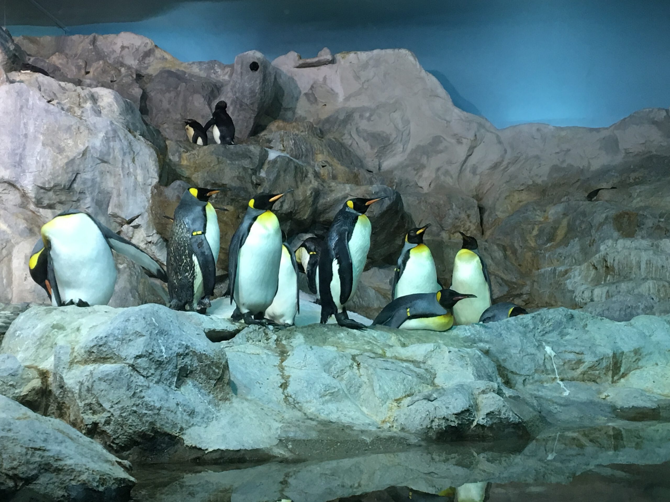 Jurong Bird Park Singapur 2017