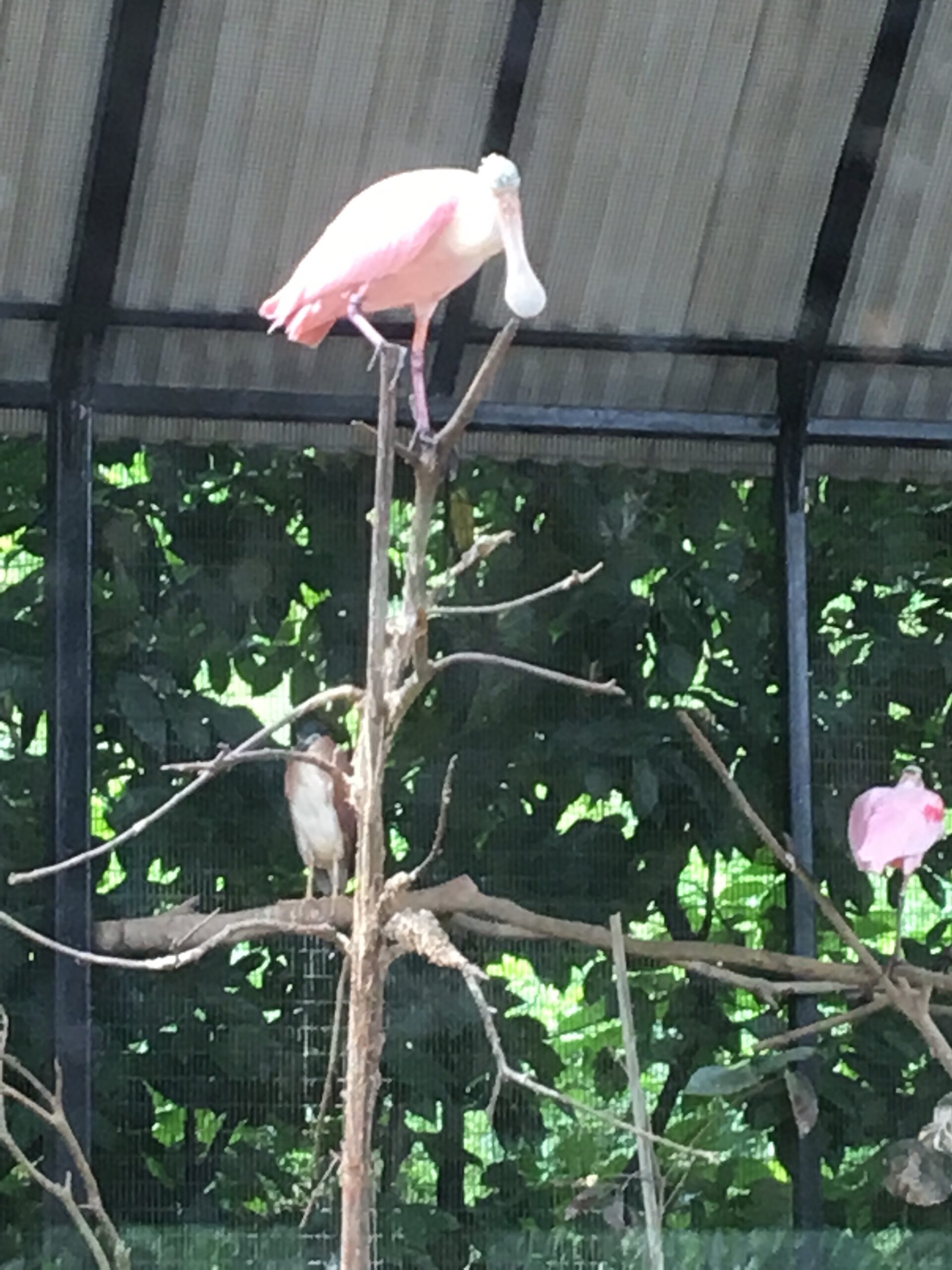 Jurong Bird Park Singapur 2017