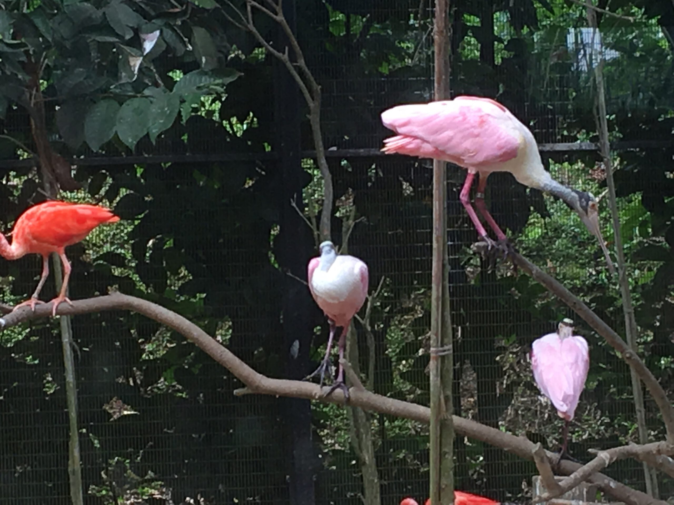 Jurong Bird Park Singapur 2017