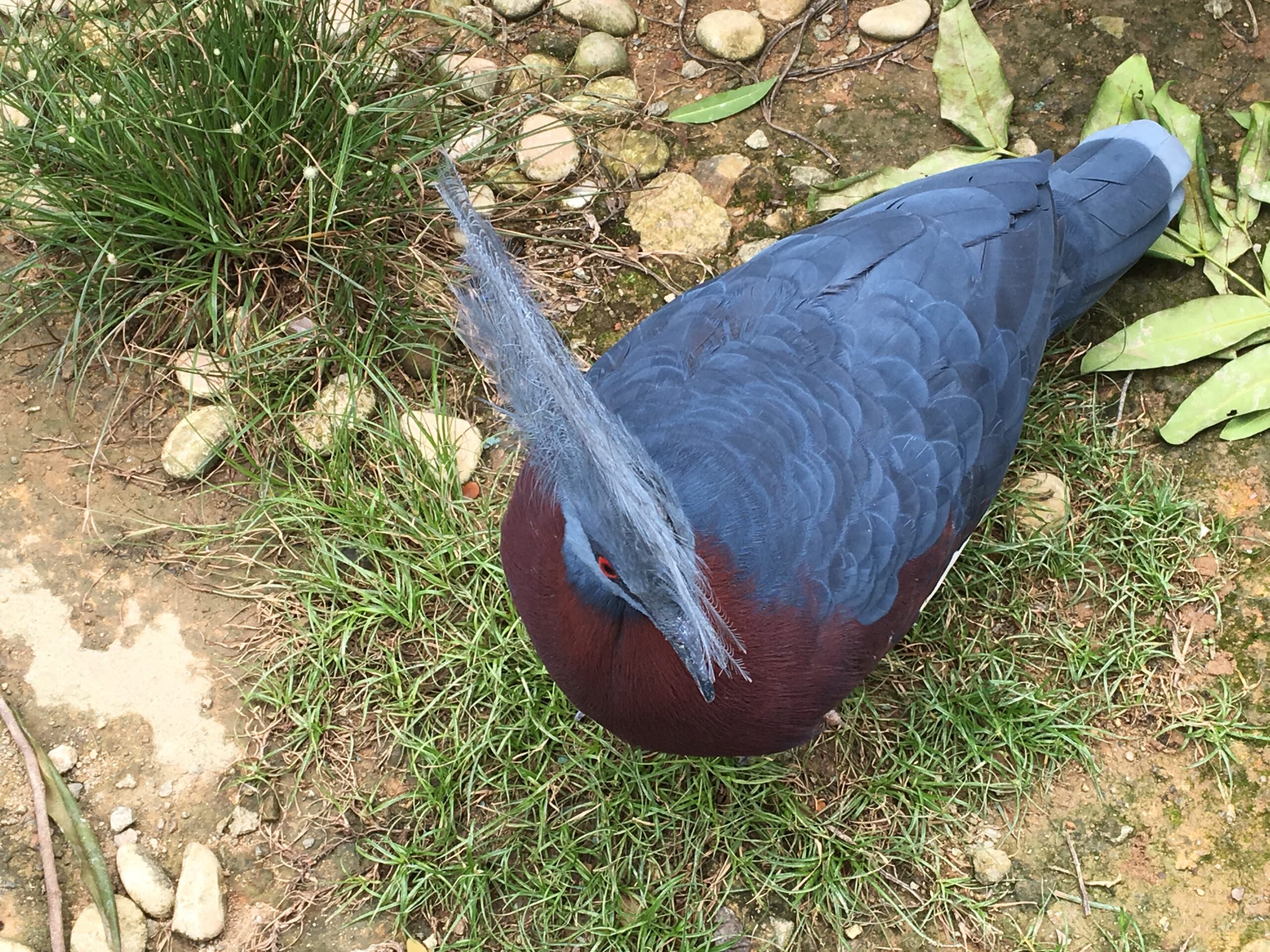 Jurong Bird Park Singapur 2017