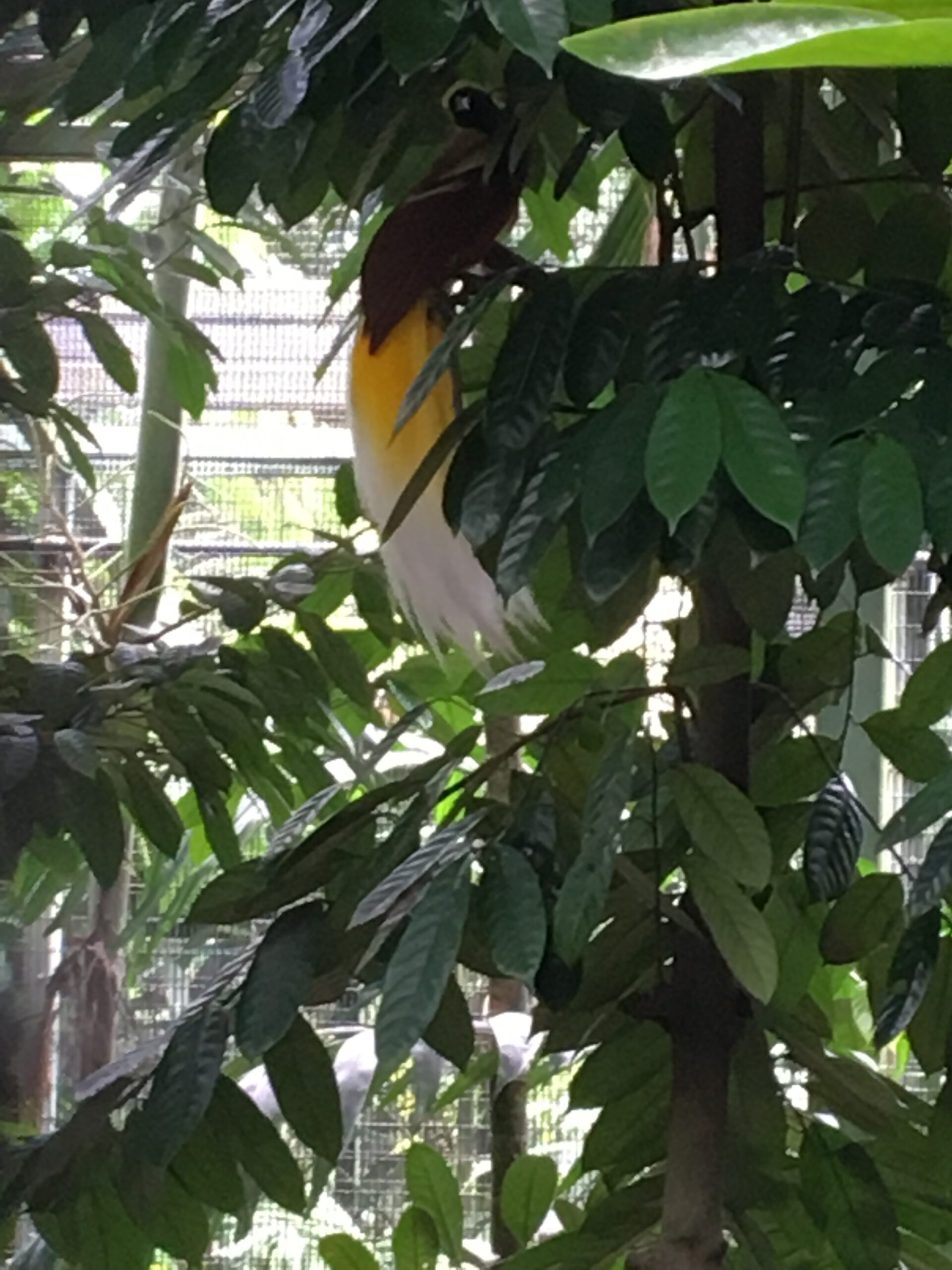 Jurong Bird Park Singapur 2017