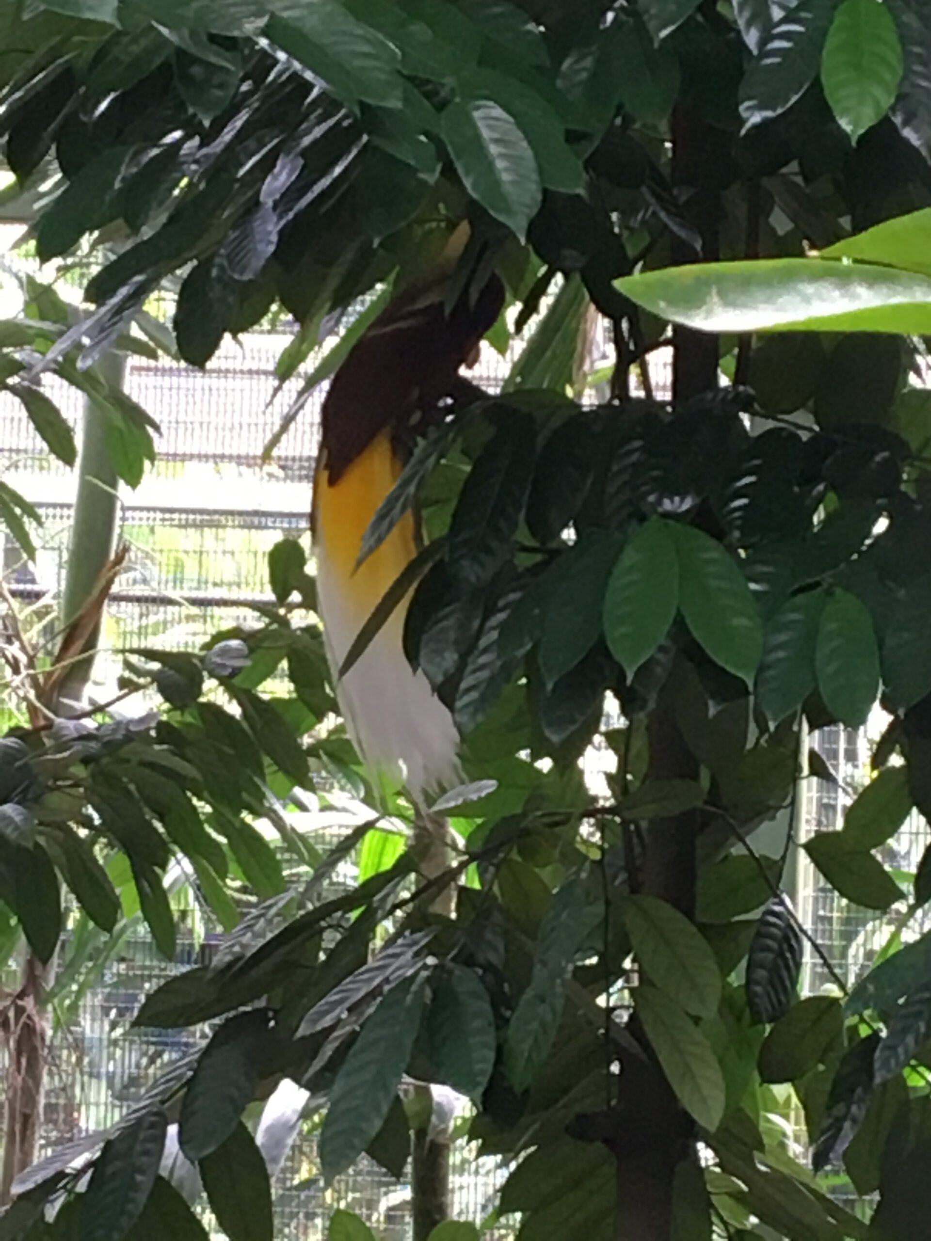 Jurong Bird Park Singapur 2017