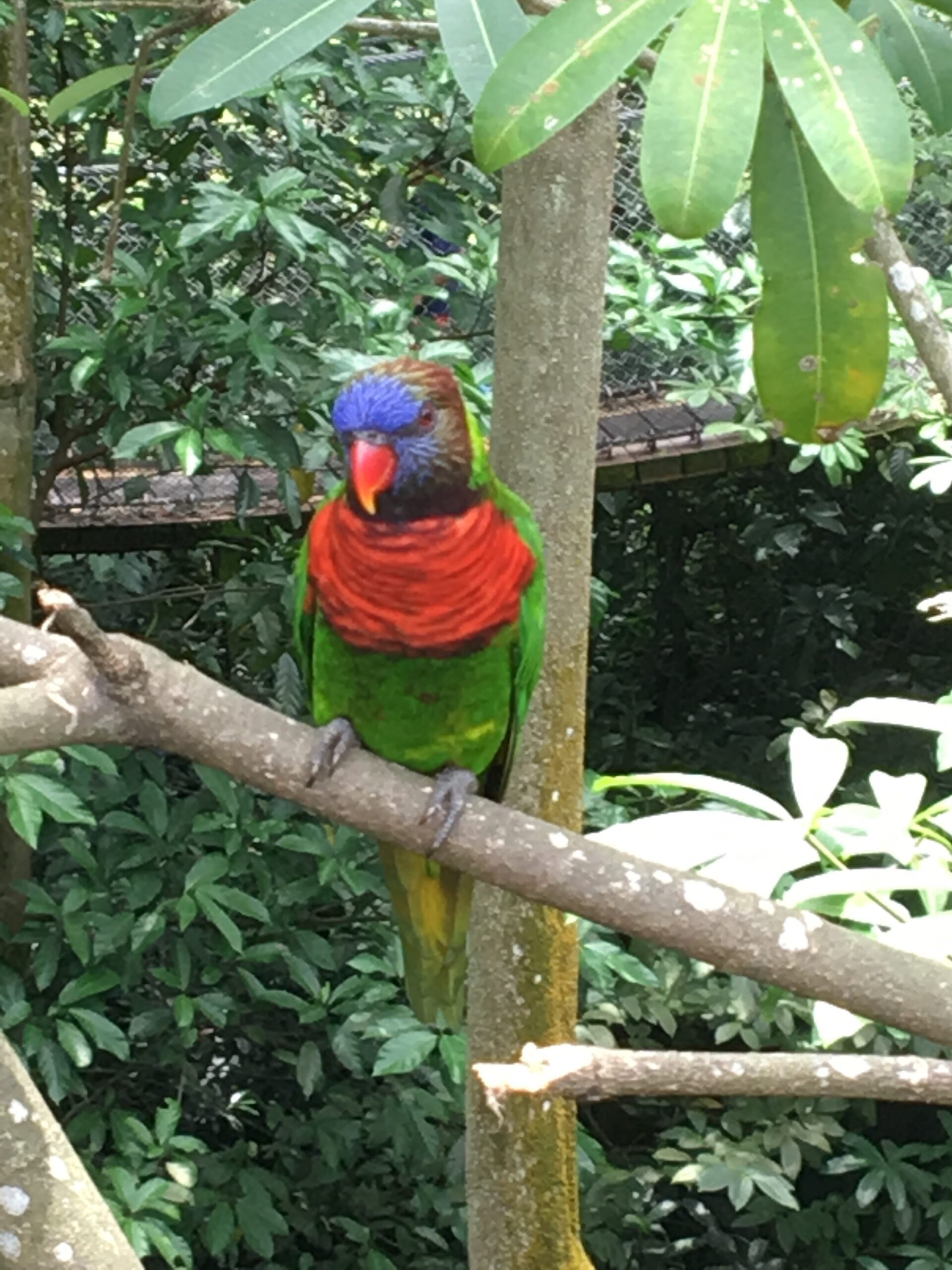 Jurong Bird Park Singapur 2017