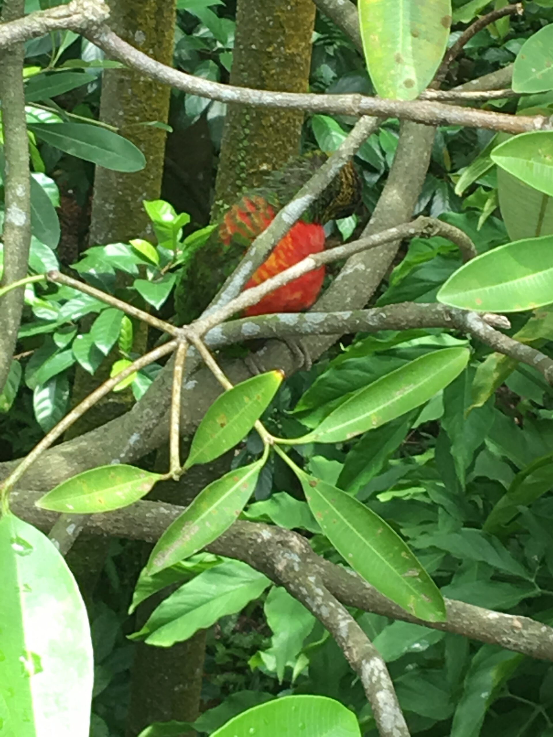 Jurong Bird Park Singapur 2017