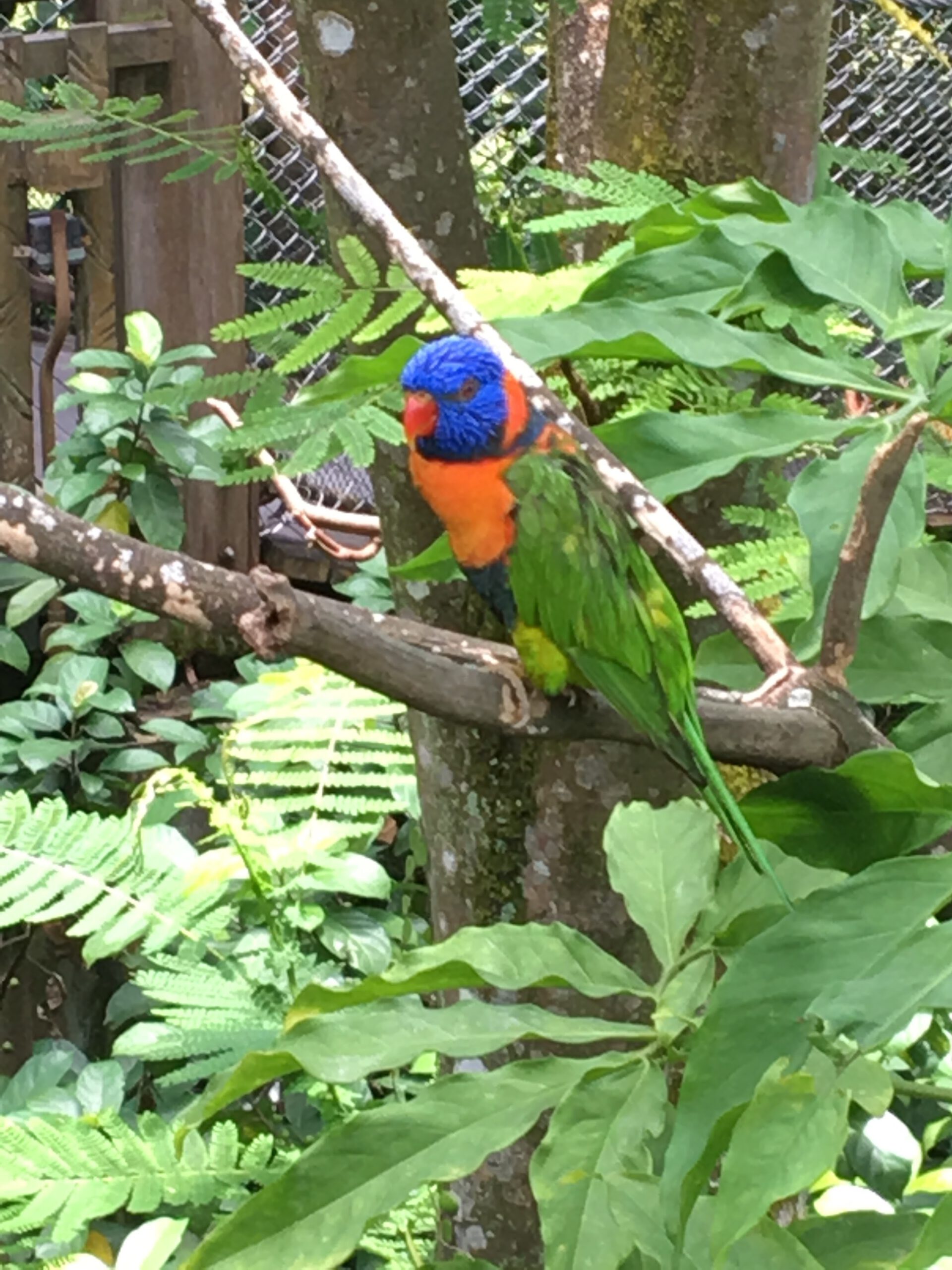 Jurong Bird Park Singapur 2017