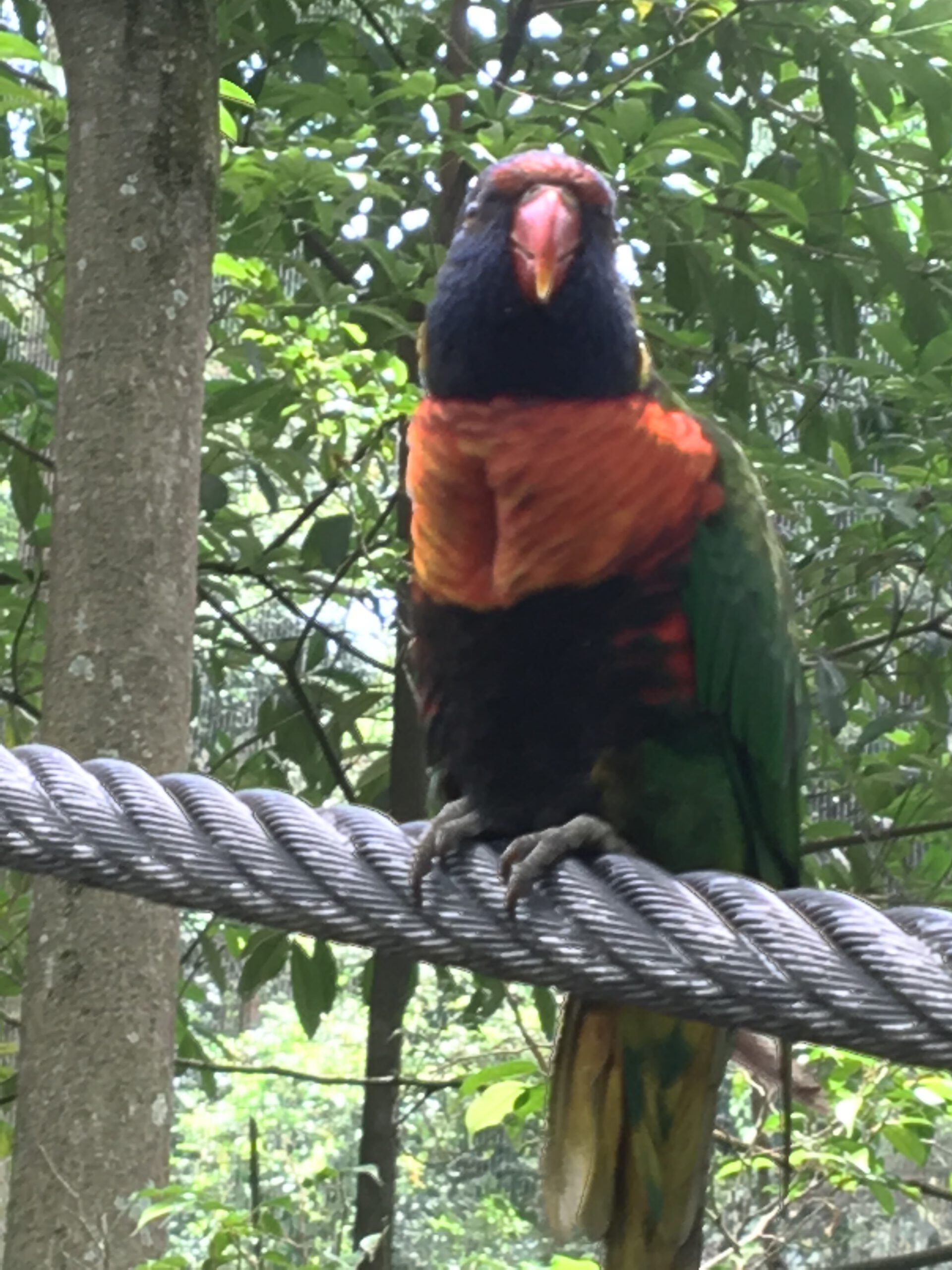 Jurong Bird Park Singapur 2017