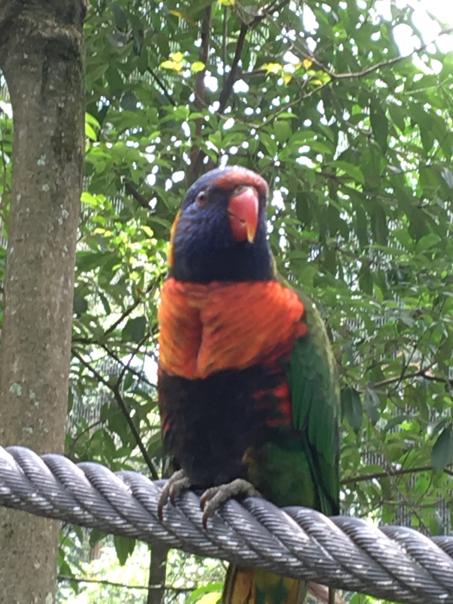 Jurong Bird Park Singapur 2017