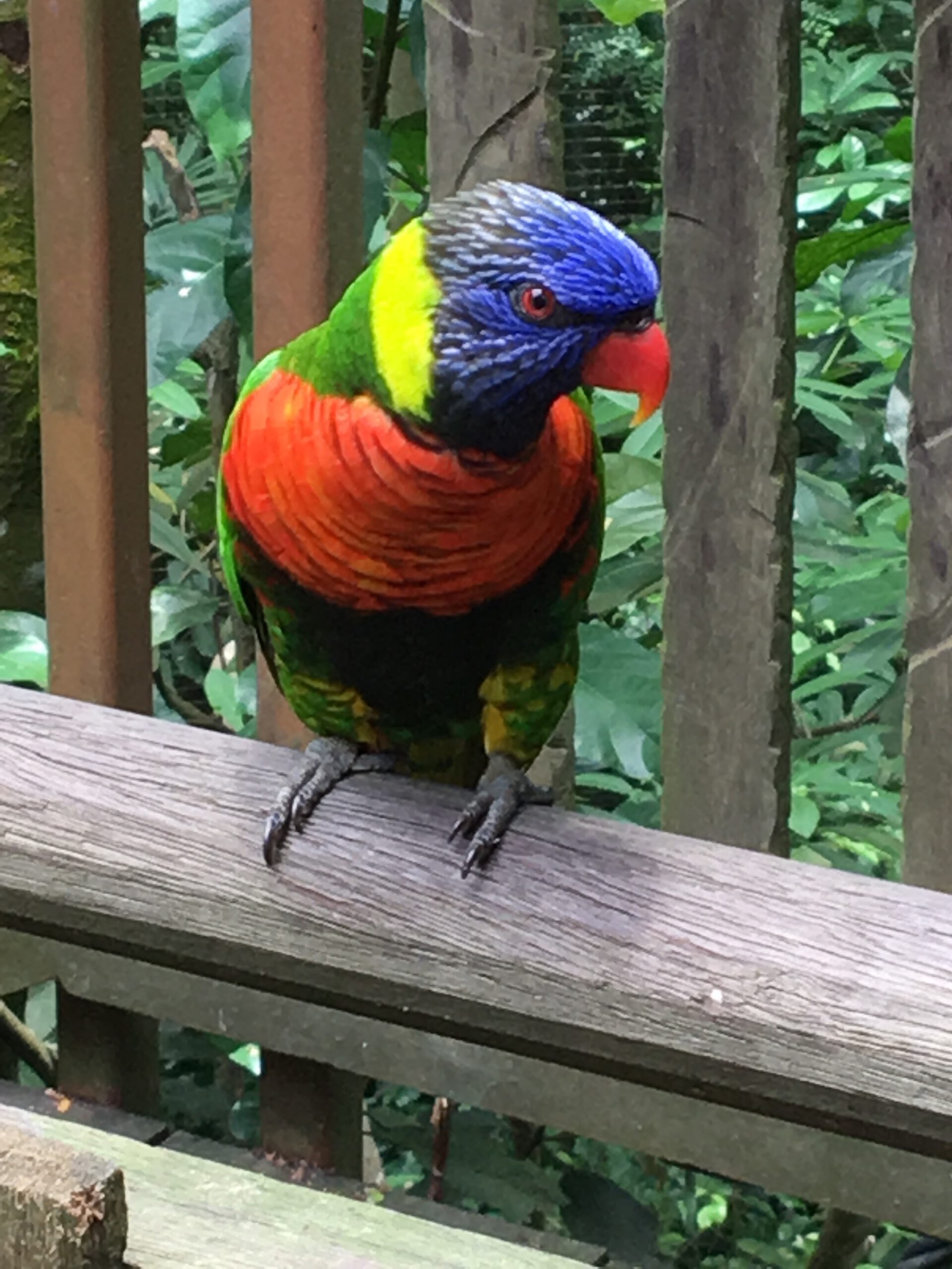 Jurong Bird Park Singapur 2017