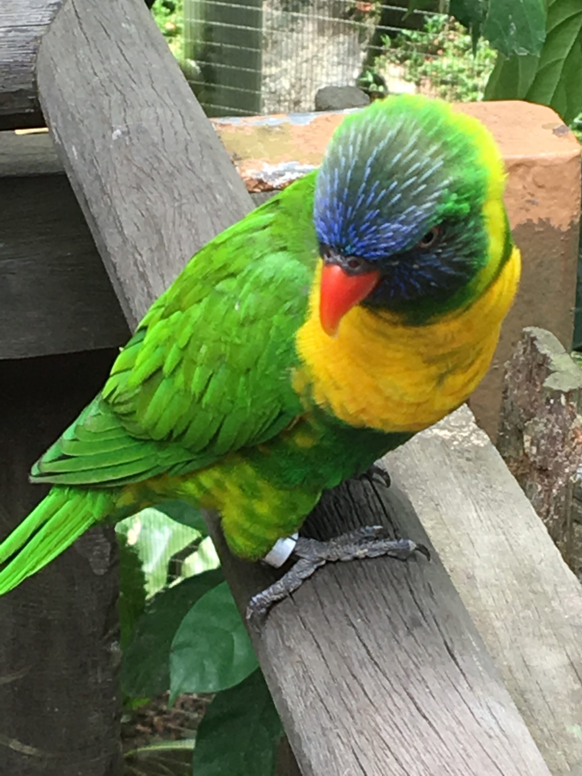 Jurong Bird Park Singapur 2017