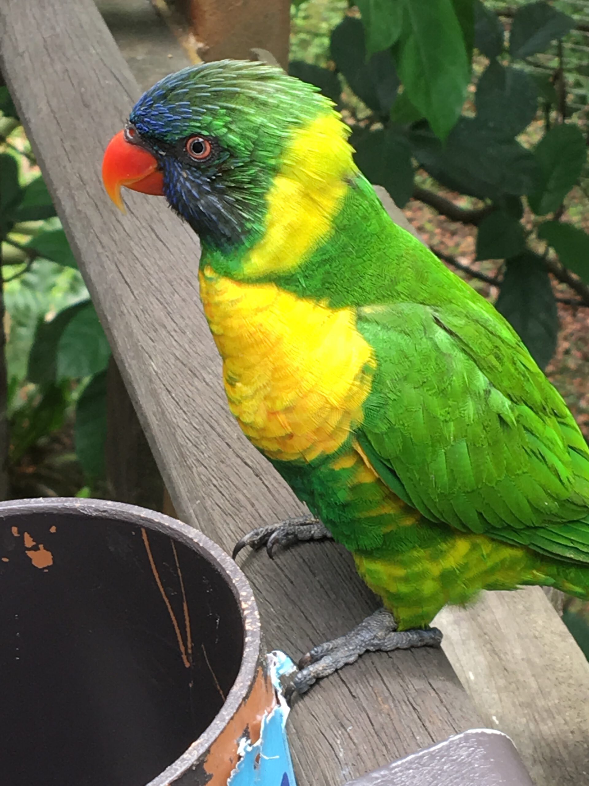 Jurong Bird Park Singapur 2017