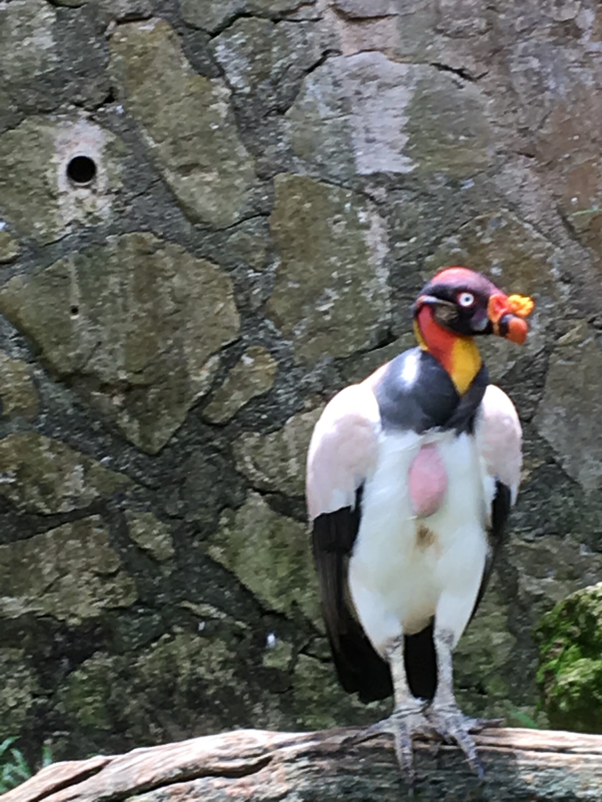 Jurong Bird Park Singapur 2017