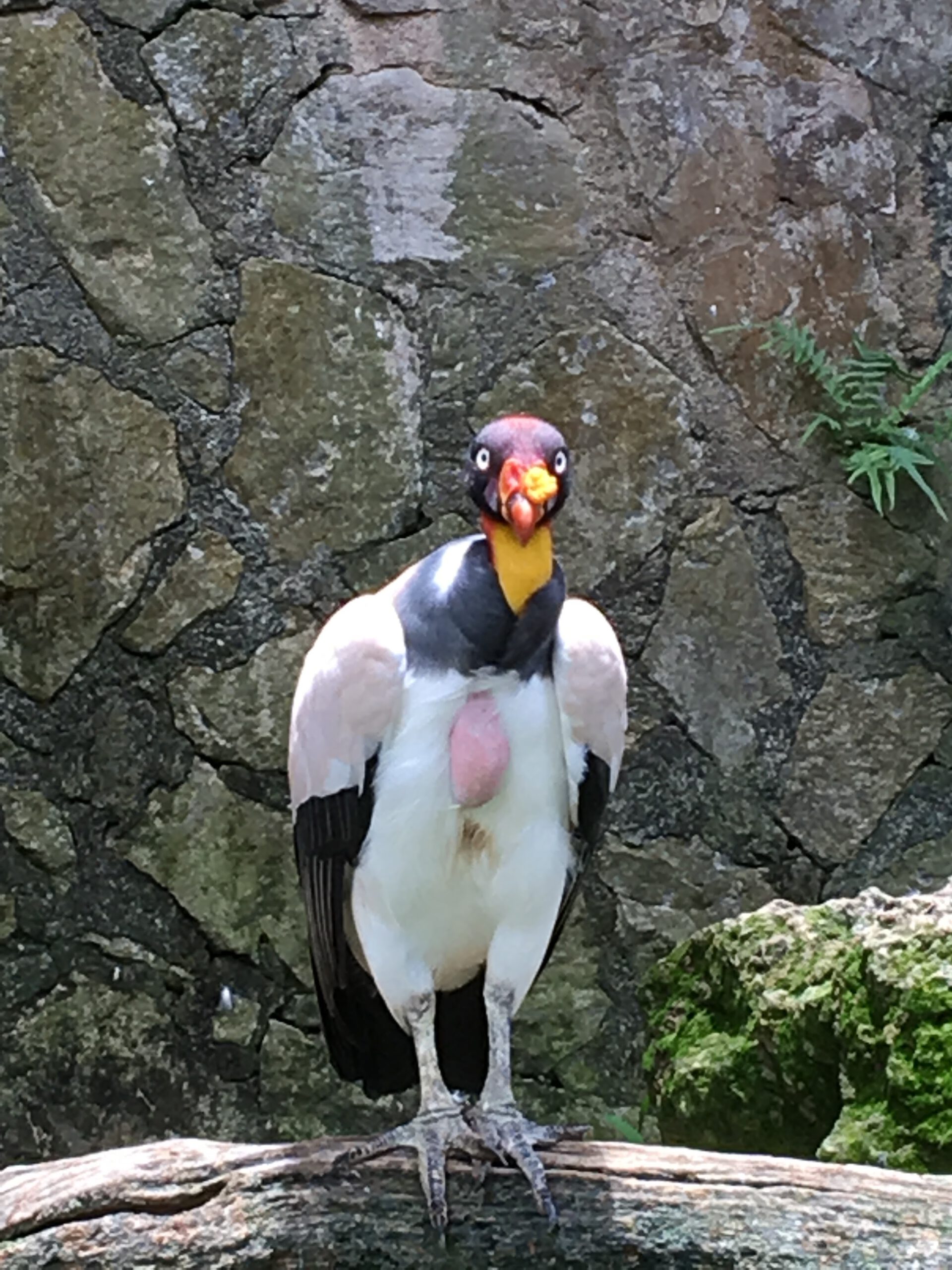 Jurong Bird Park Singapur 2017