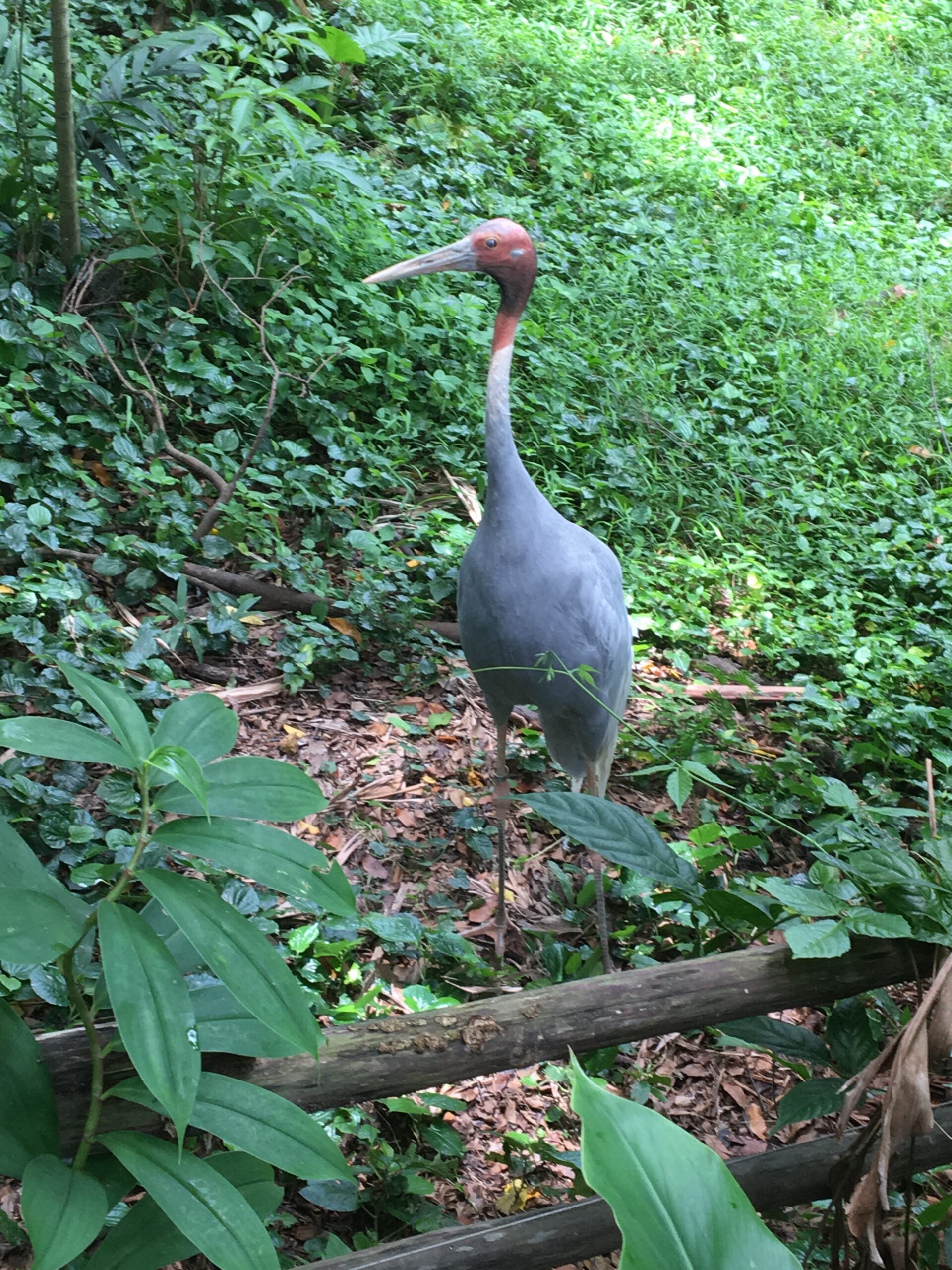 Jurong Bird Park Singapur 2017