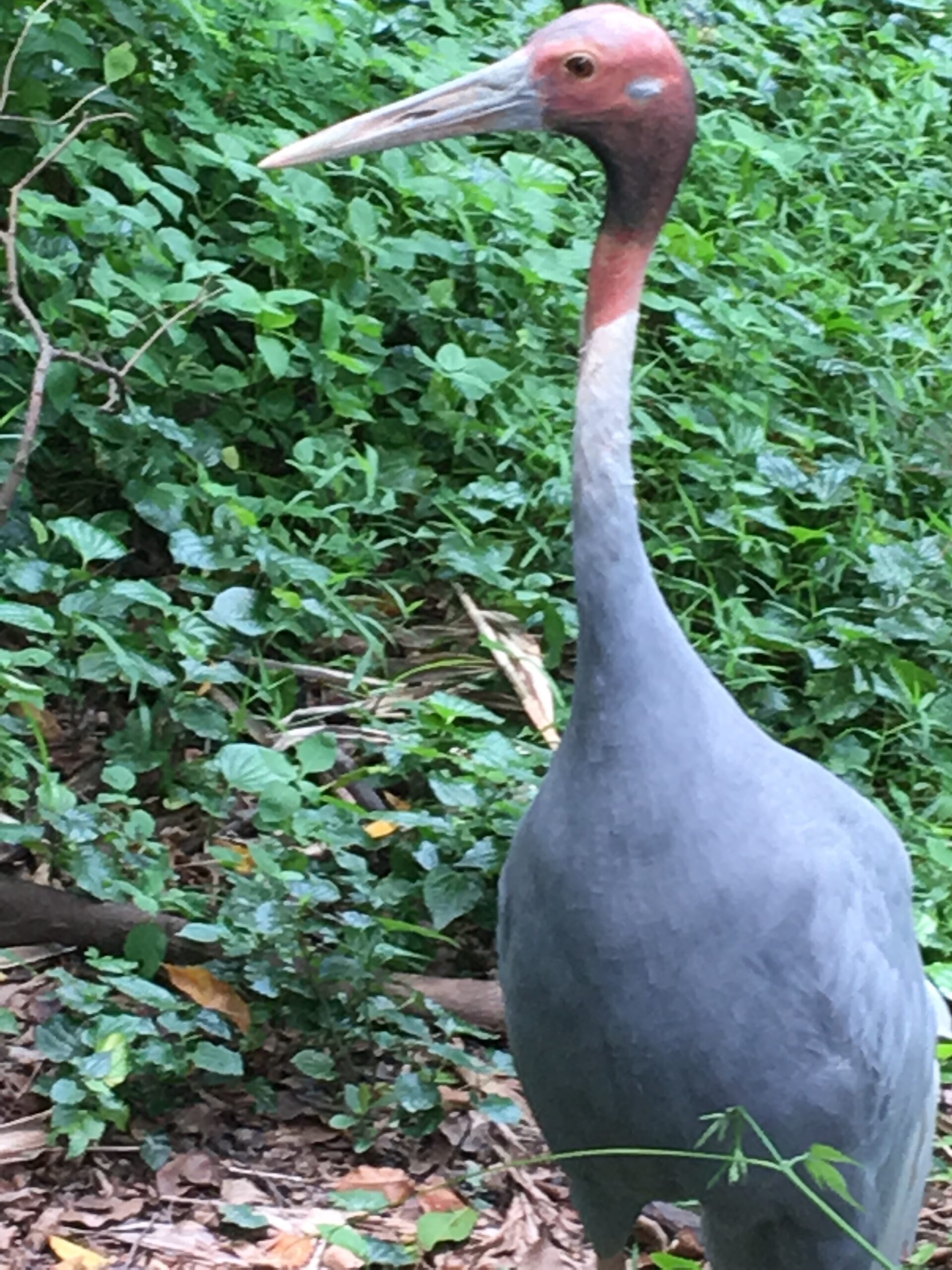 Jurong Bird Park Singapur 2017