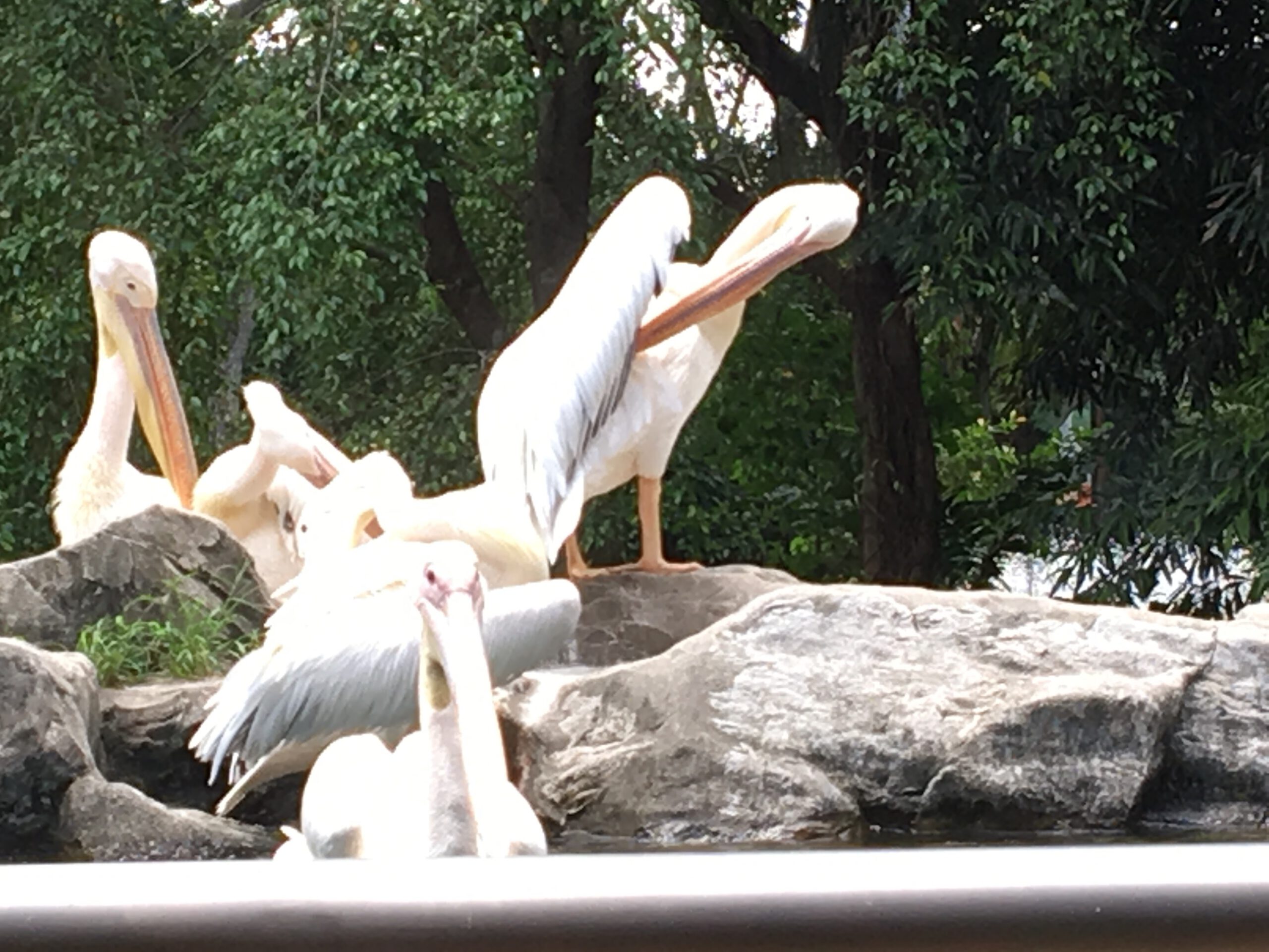 Jurong Bird Park Singapur 2017