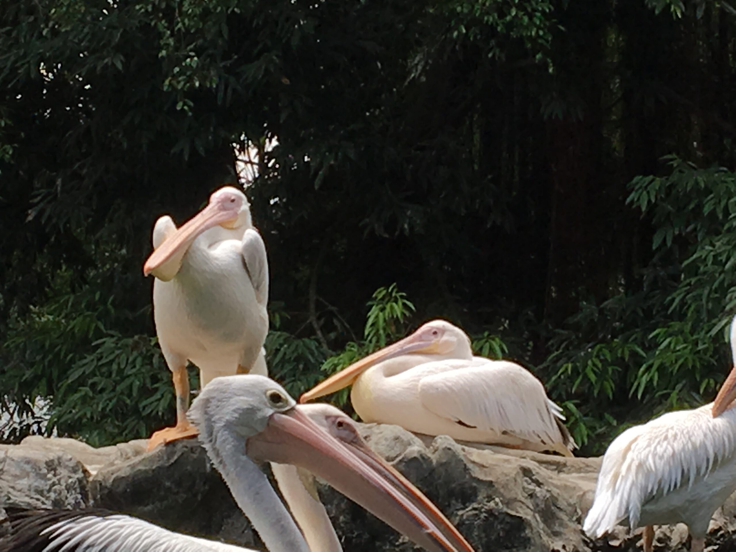 Jurong Bird Park Singapur 2017