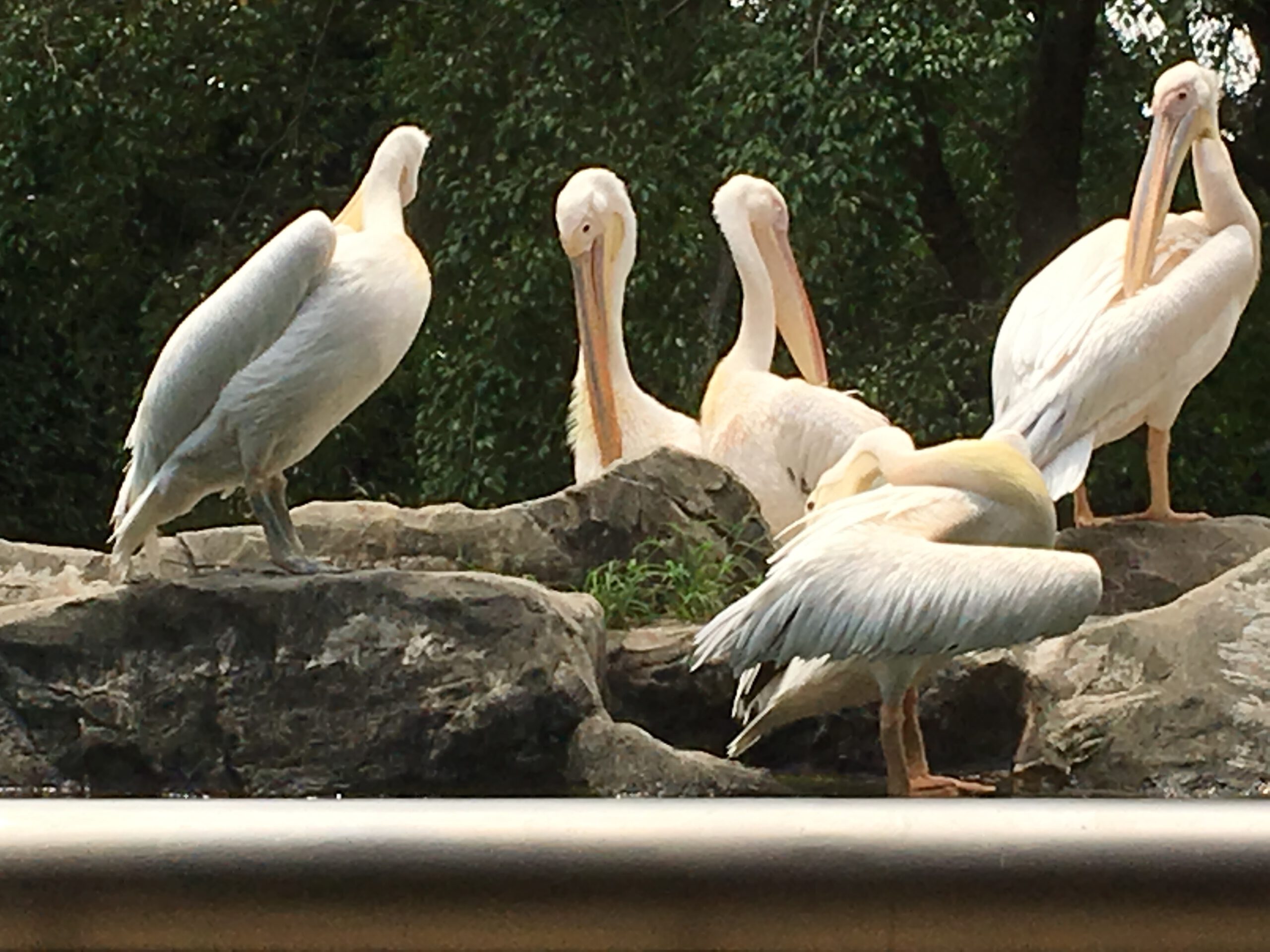 Jurong Bird Park Singapur 2017