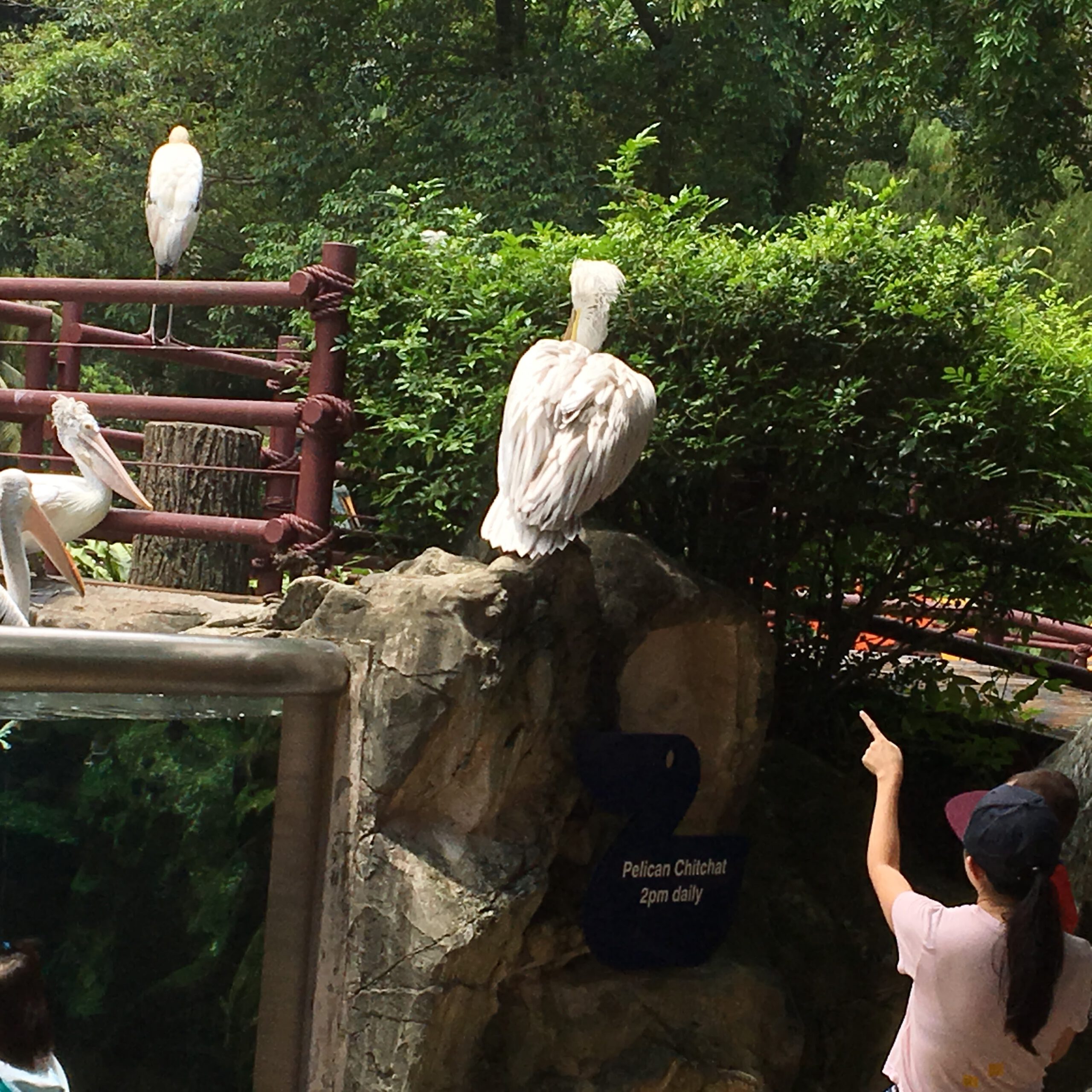 Jurong Bird Park Singapur 2017