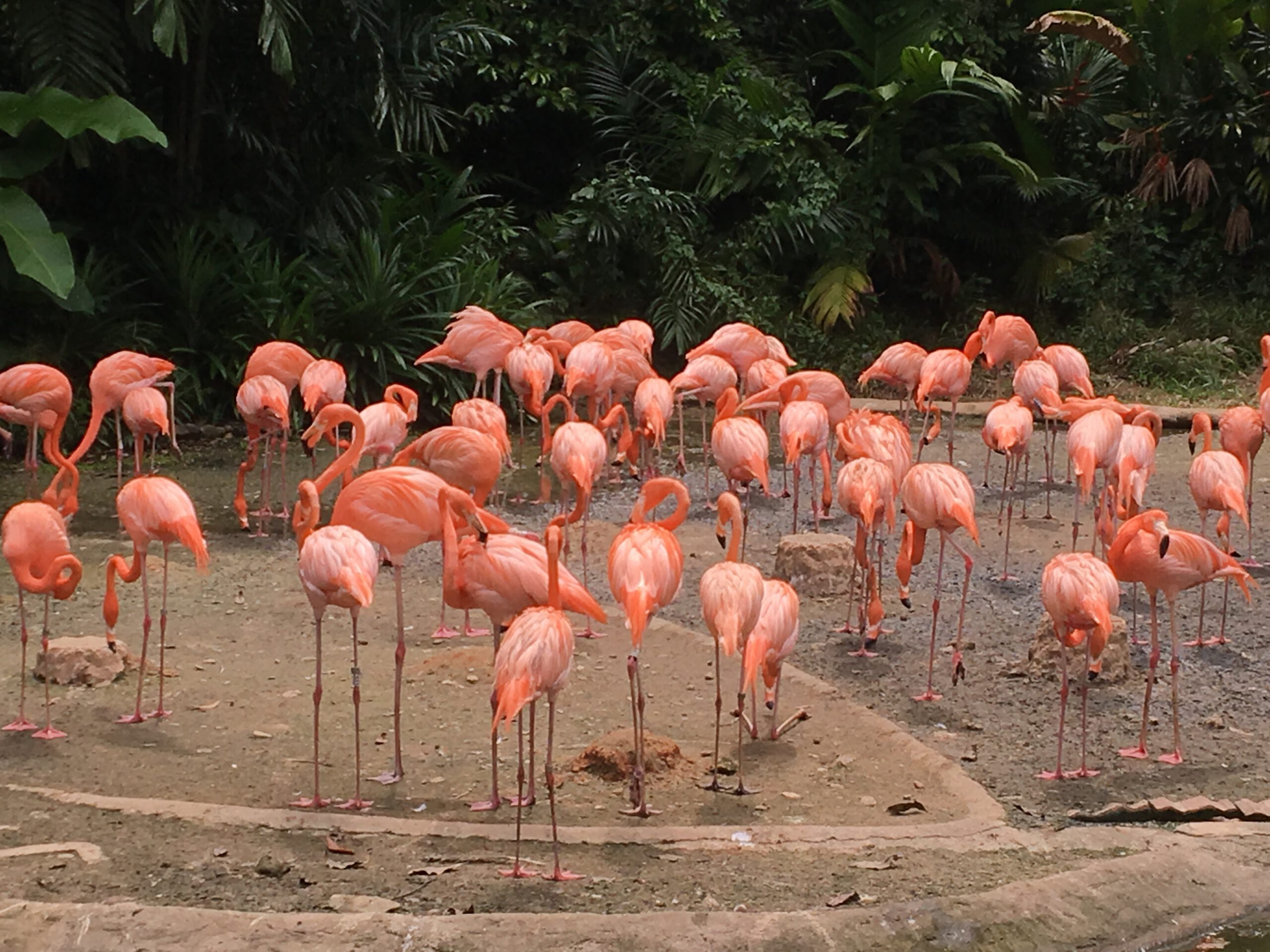 Jurong Bird Park Singapur 2017