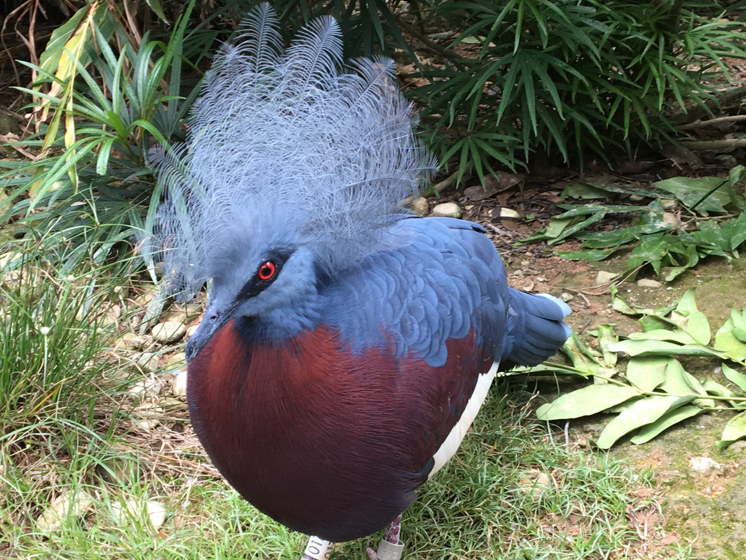 Jurong Bird Park Singapur 2017