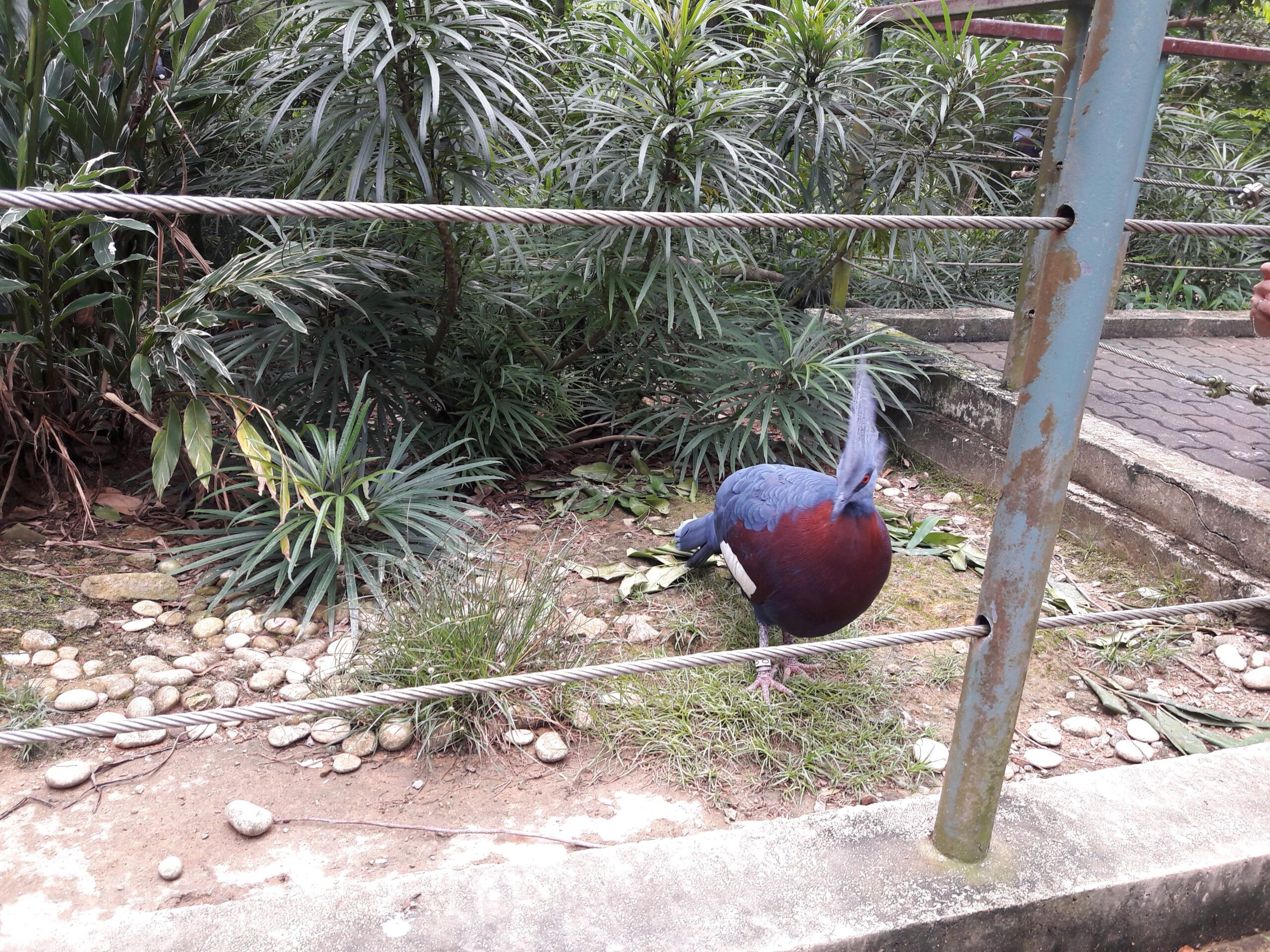 Jurong Bird Park Singapur 2017