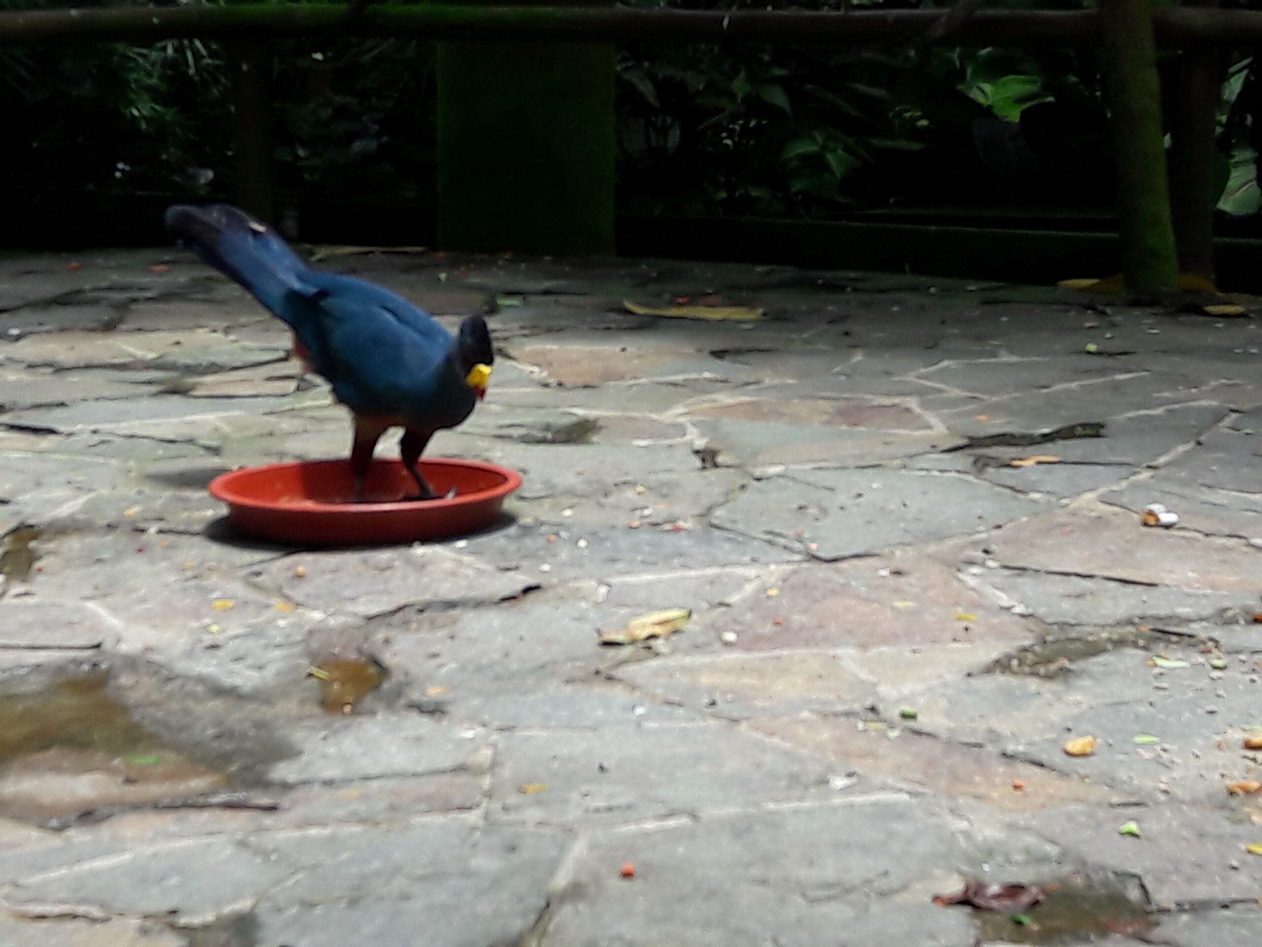 Jurong Bird Park Singapur 2017