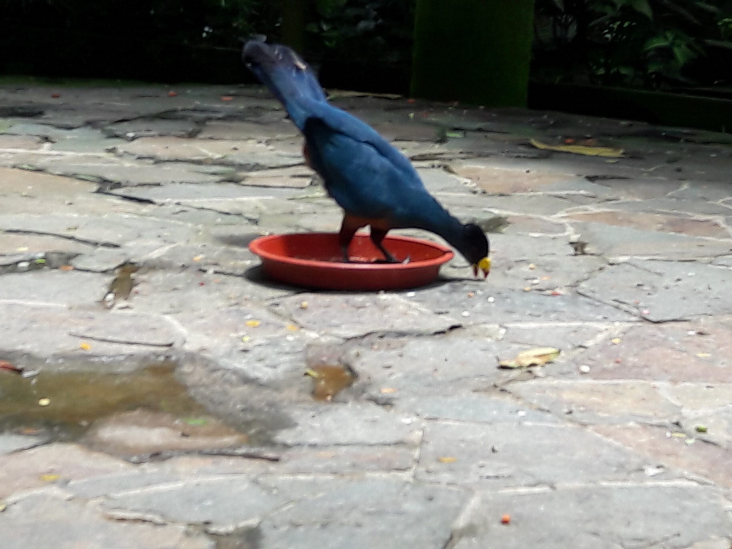 Jurong Bird Park Singapur 2017